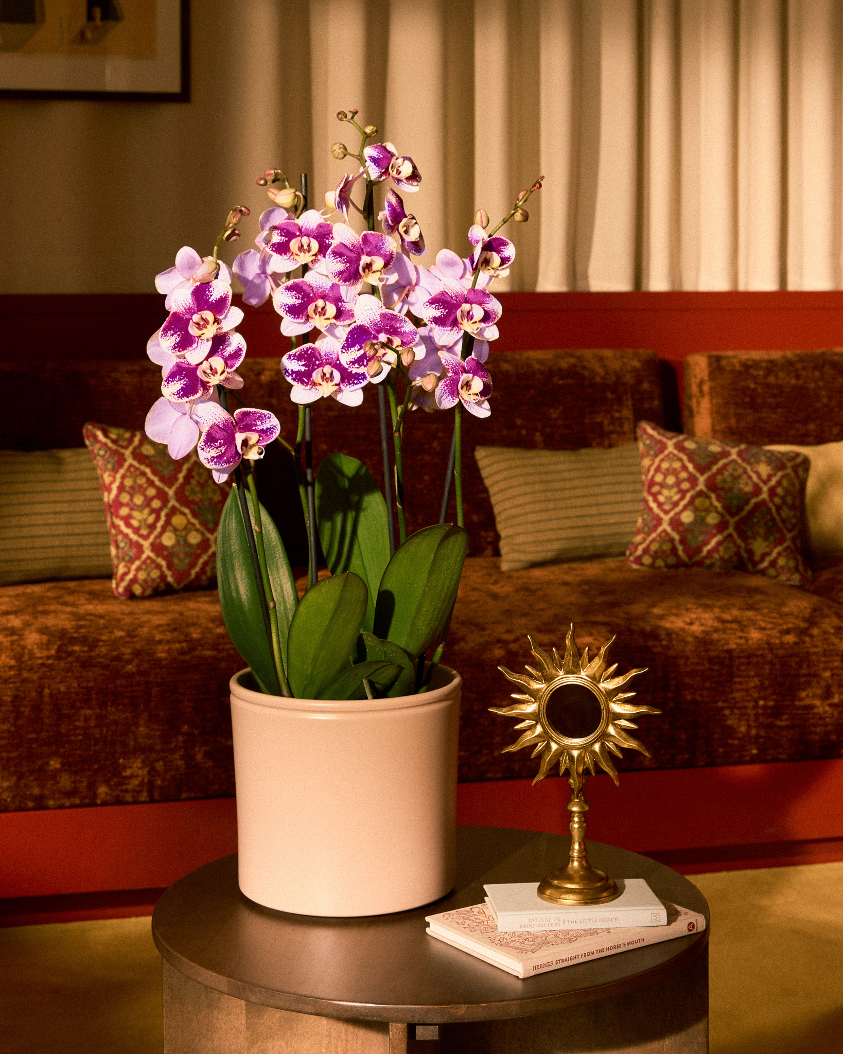 orchidées XXL en pot