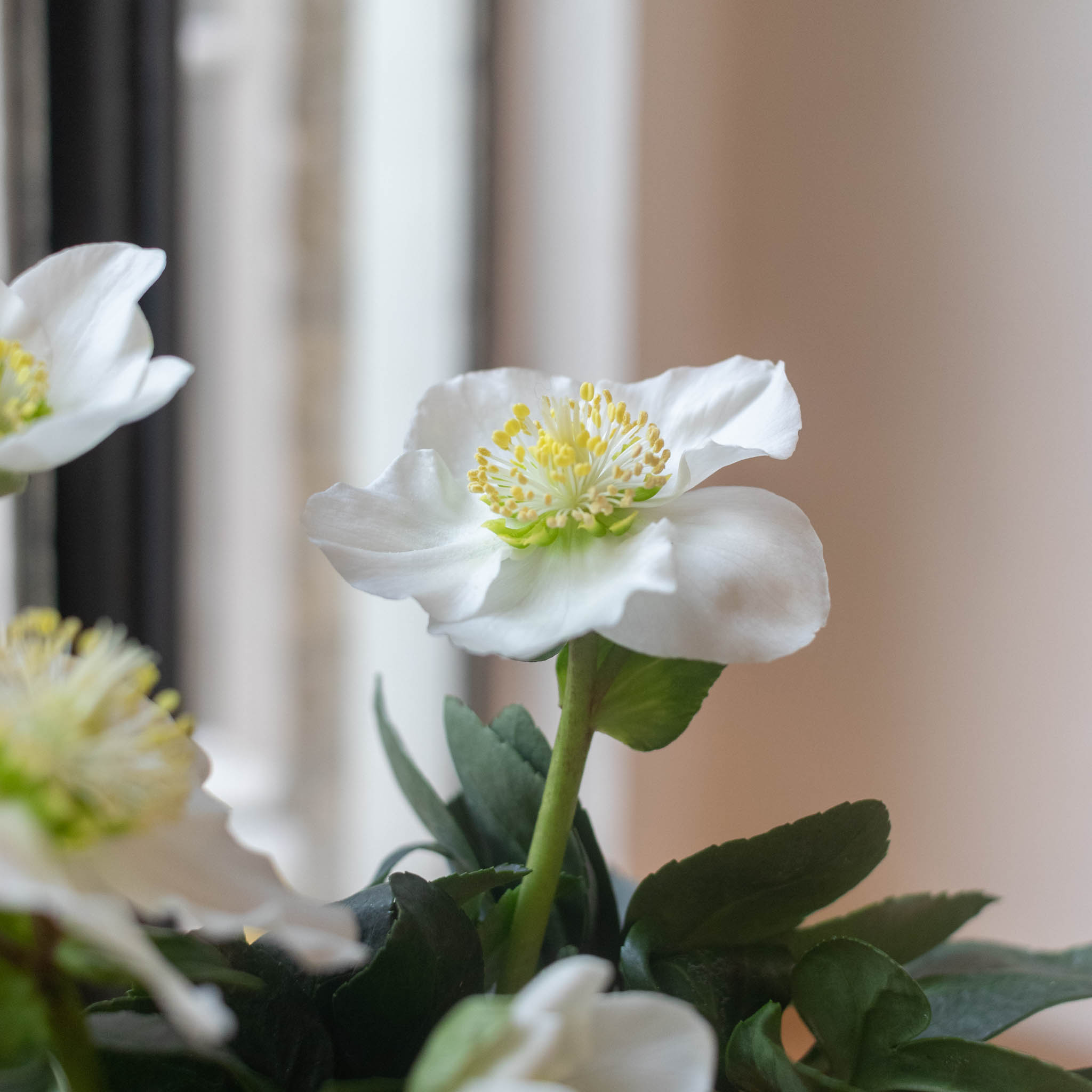 Rose de noël (Hellébore) Nos conseils d’entretien