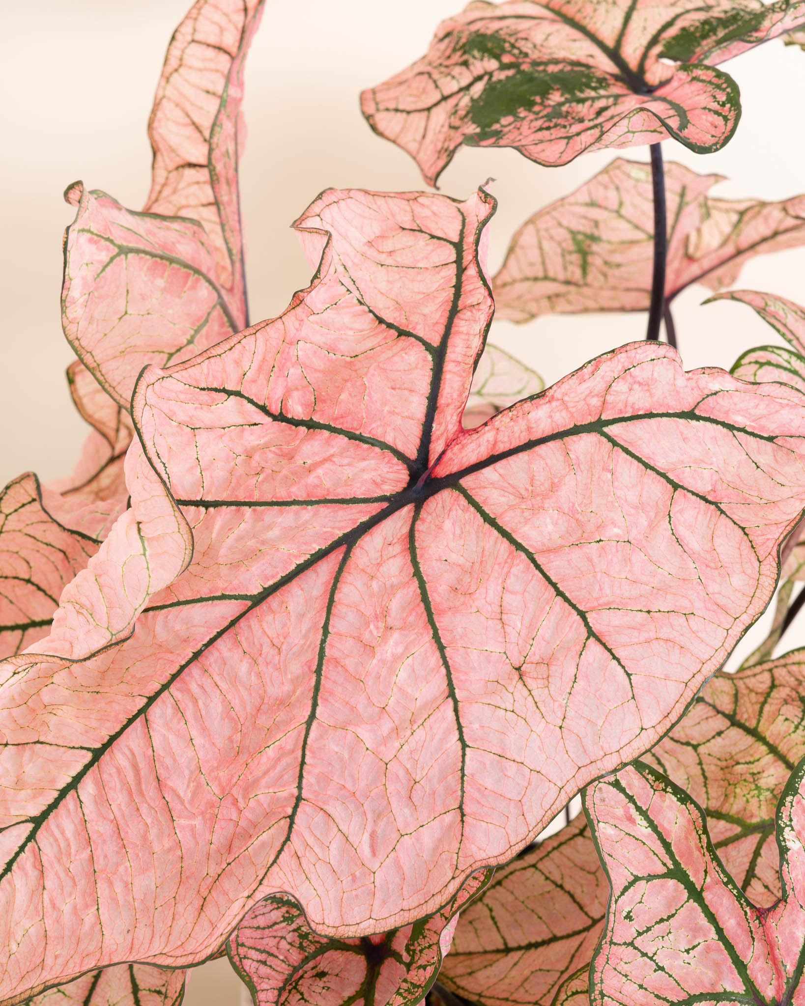 Zoom sur le Caladium 