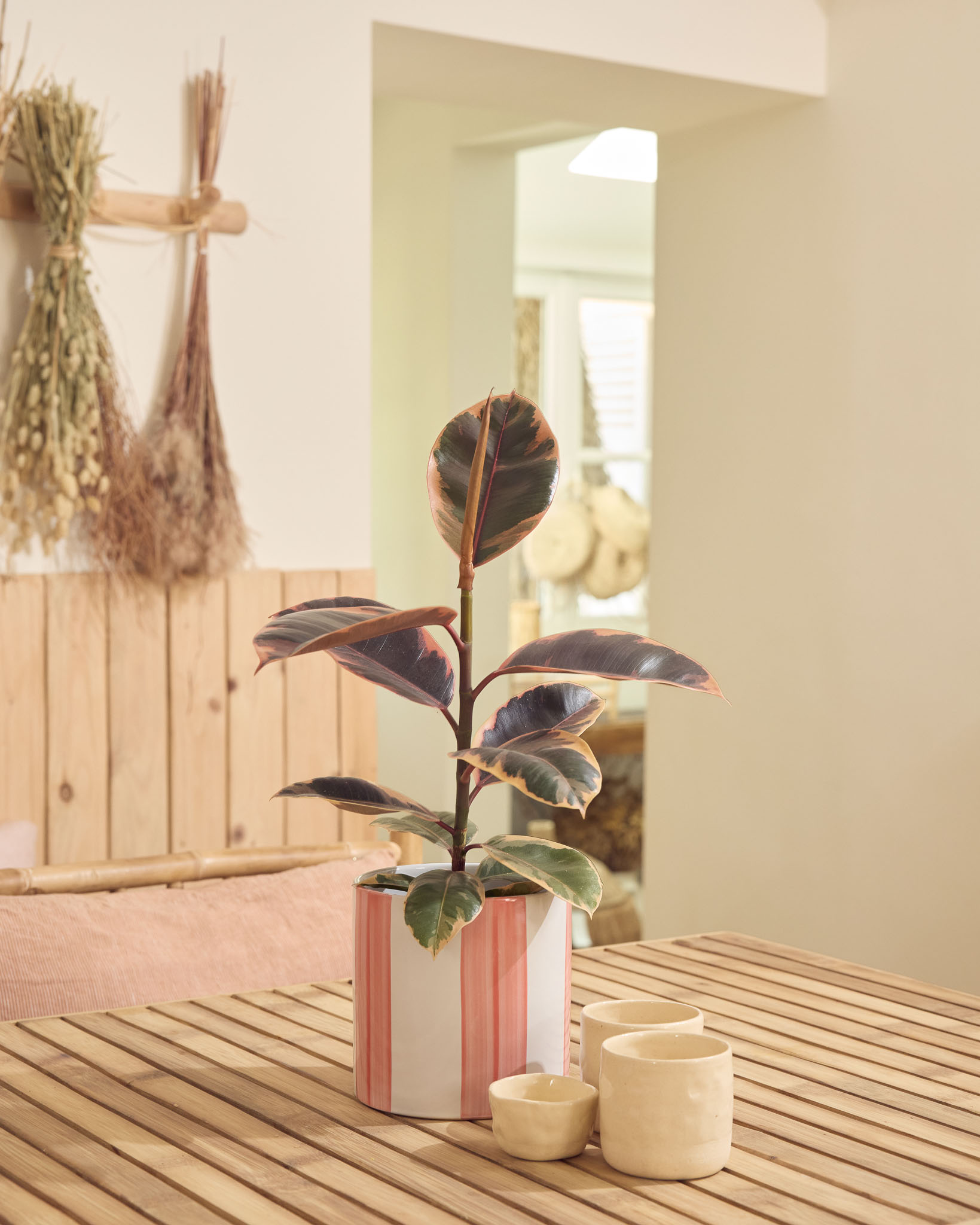 ficus sur une table de cuisine