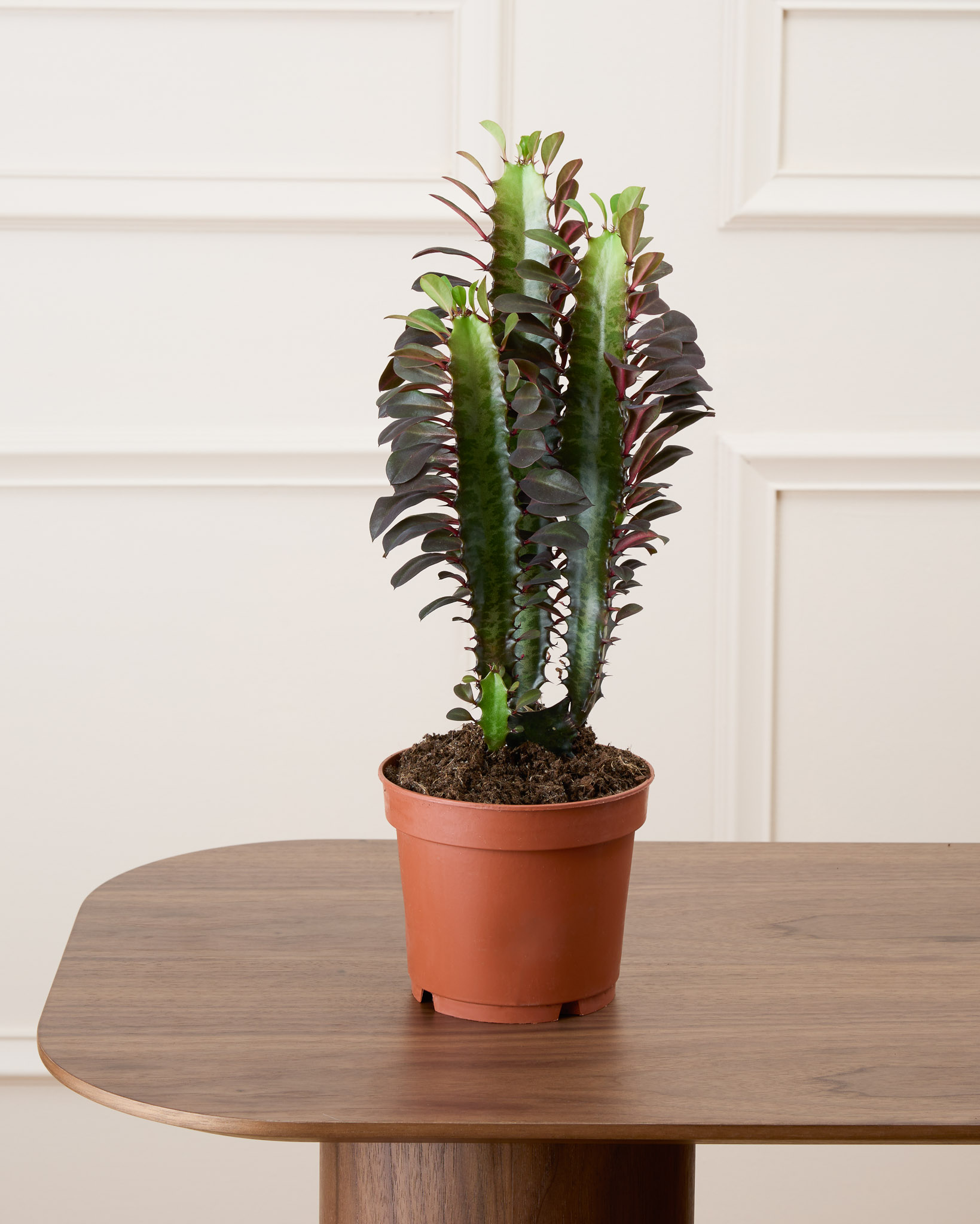 Gus sans son cache-pot - Cactus rouge