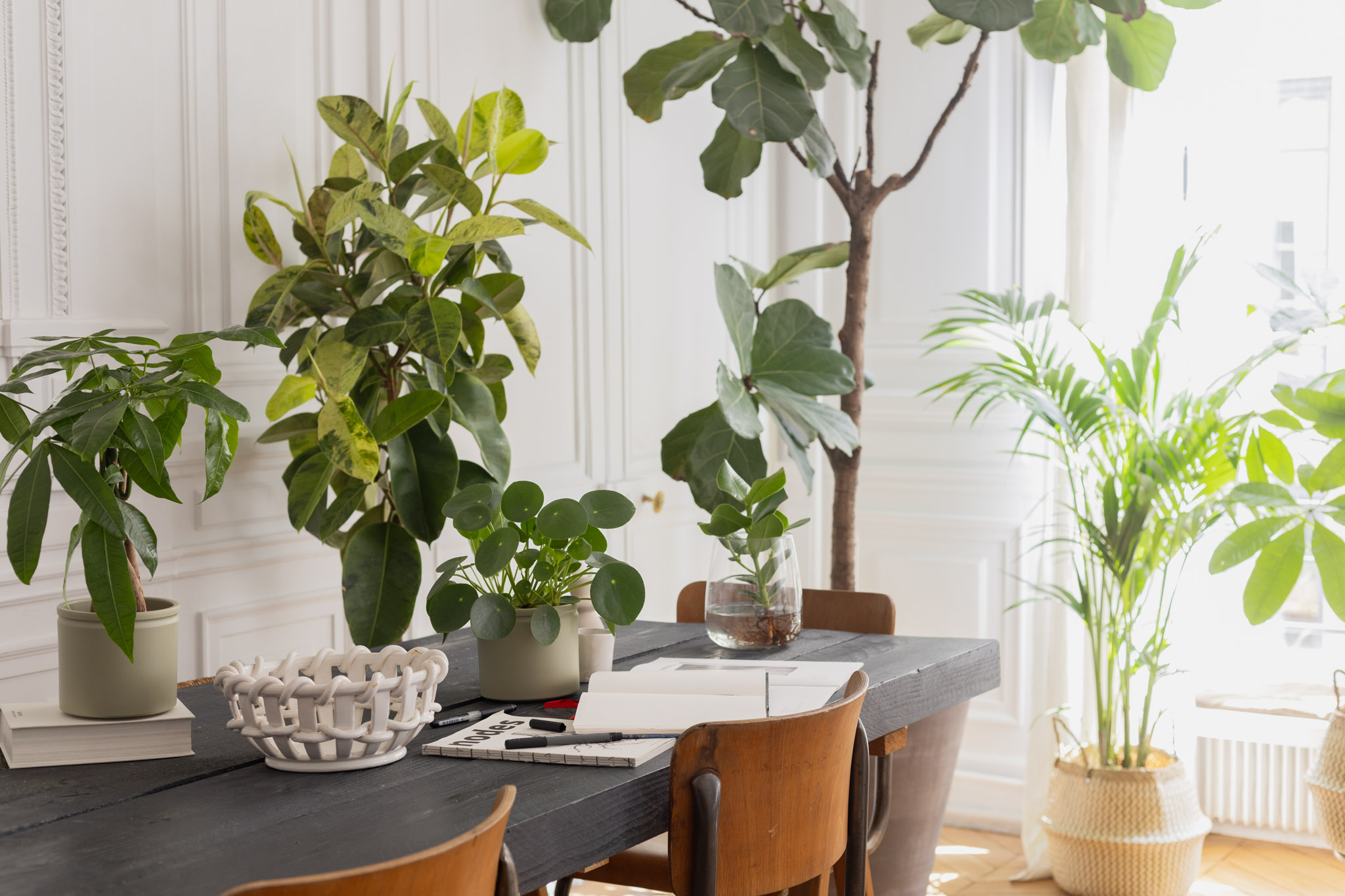 Plantes au bureau : productivité et bien-être au travail