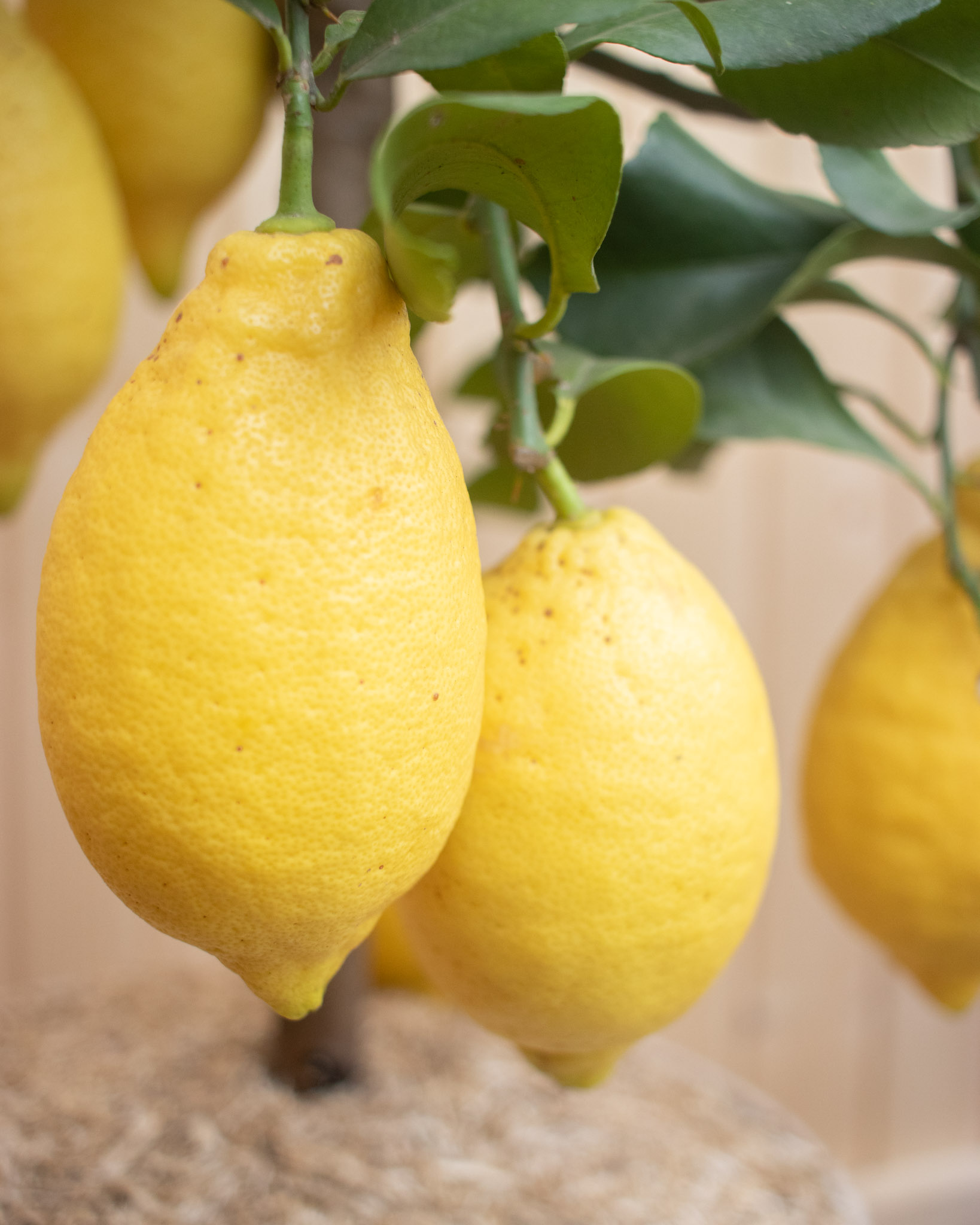 Zoom sur les fruits de Silvio - Citronnier (Selon la saison, la plante peut être livrée avec des fruits verts ou jaunes)