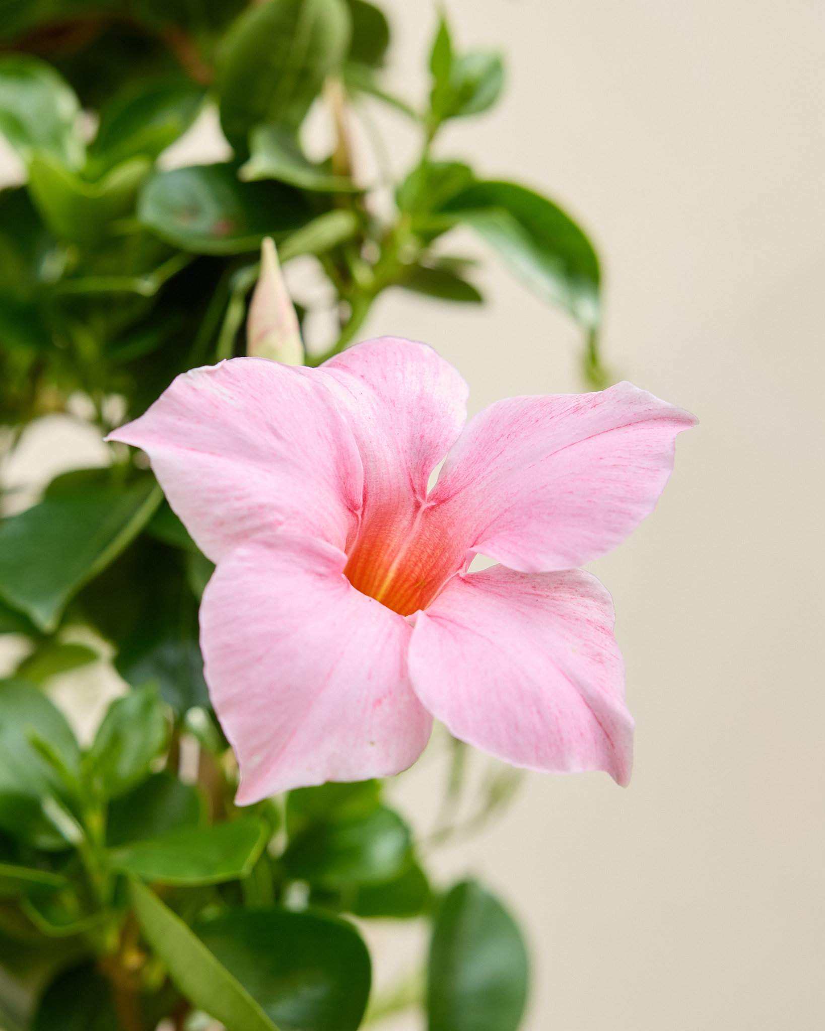 Zoom sur Diana - Dipladenia