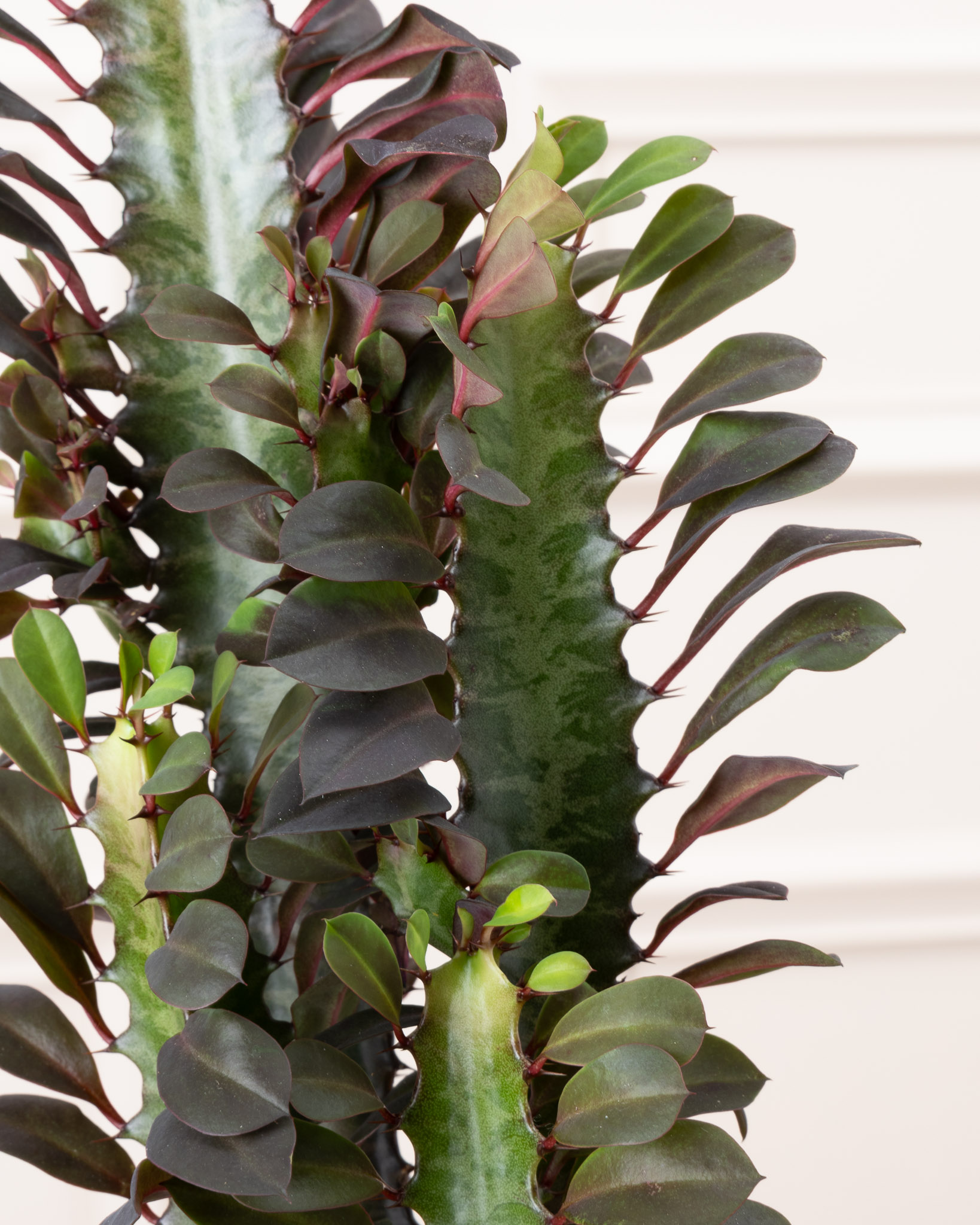 Zoom sur Gus - Cactus rouge