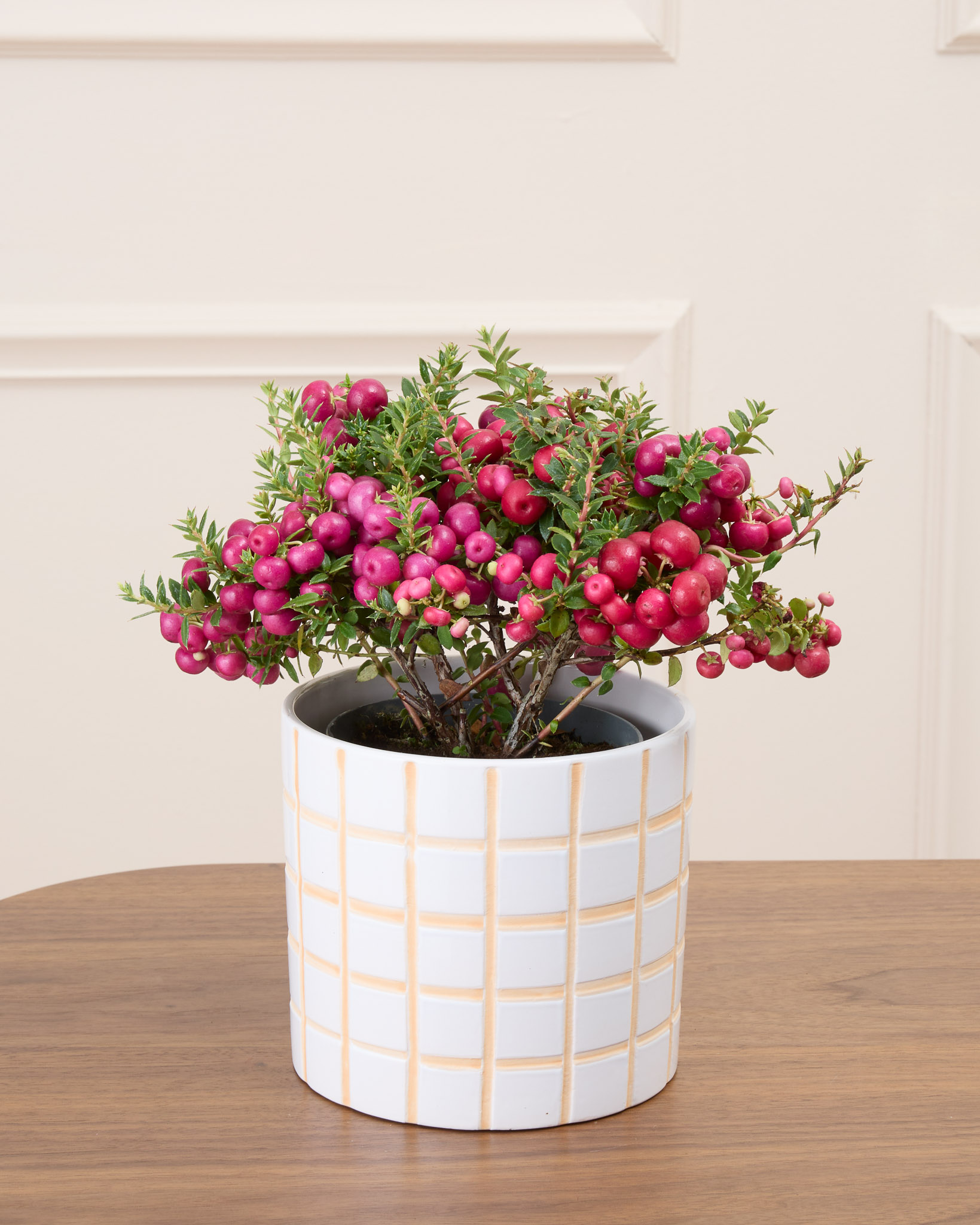 Marie et son cache-pot quadrillé - Gaulthérie