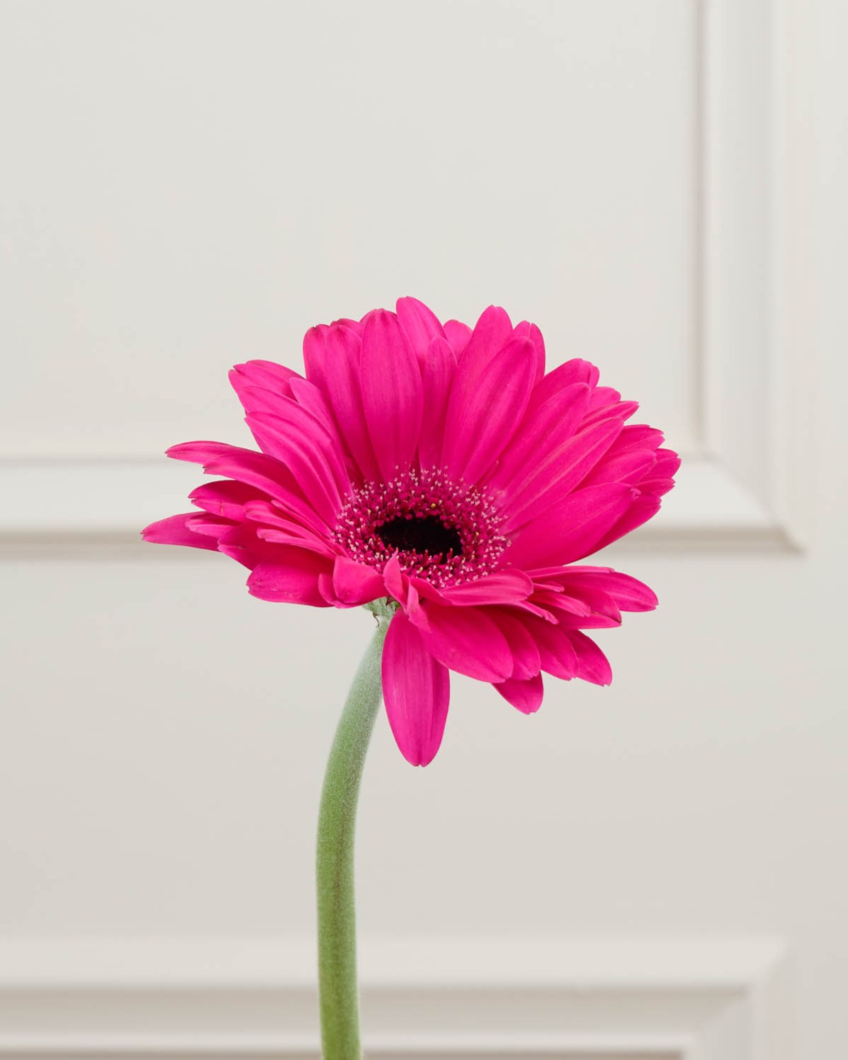 Gerbera fuchsia