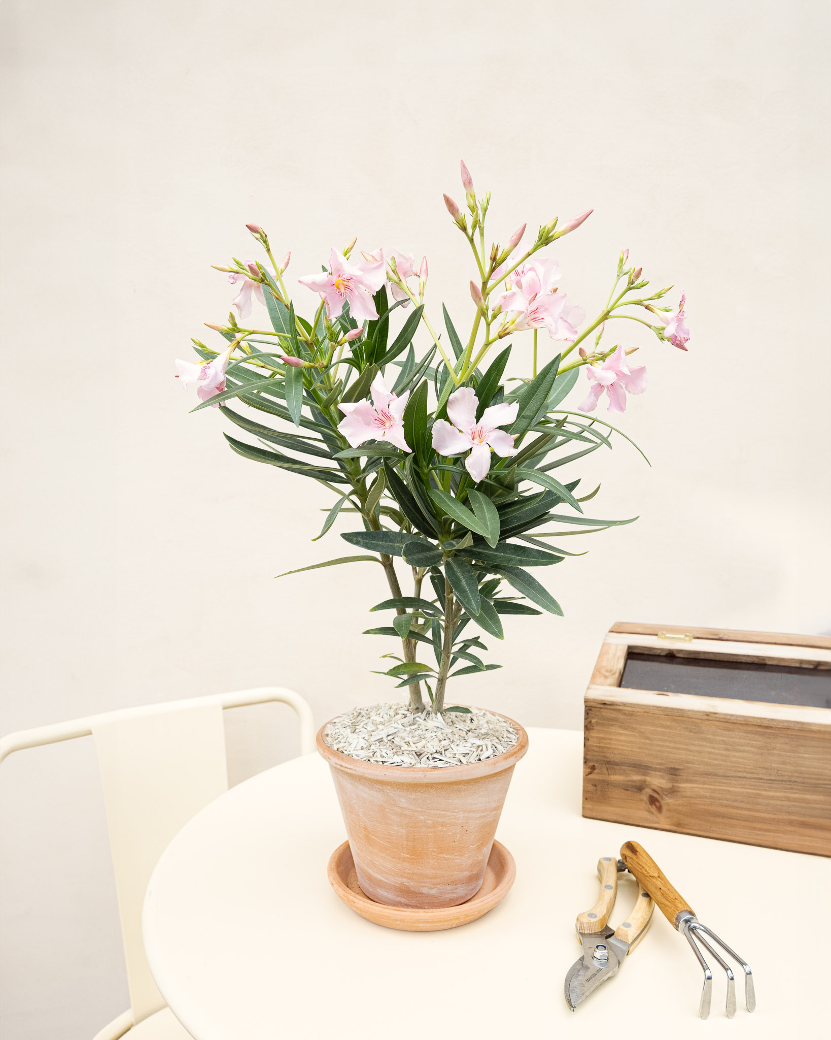 laurier rose en pot