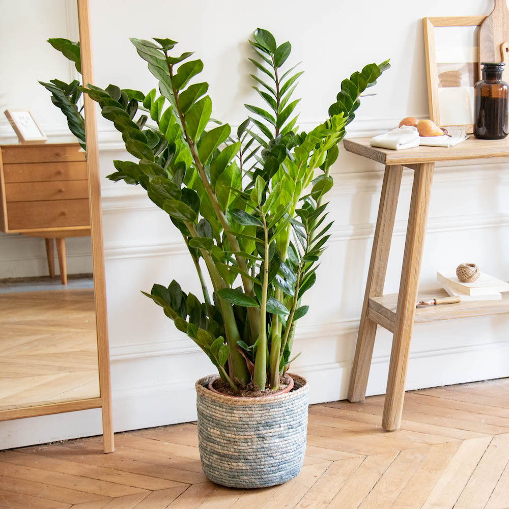 Zamioculcas : nos astuces d
