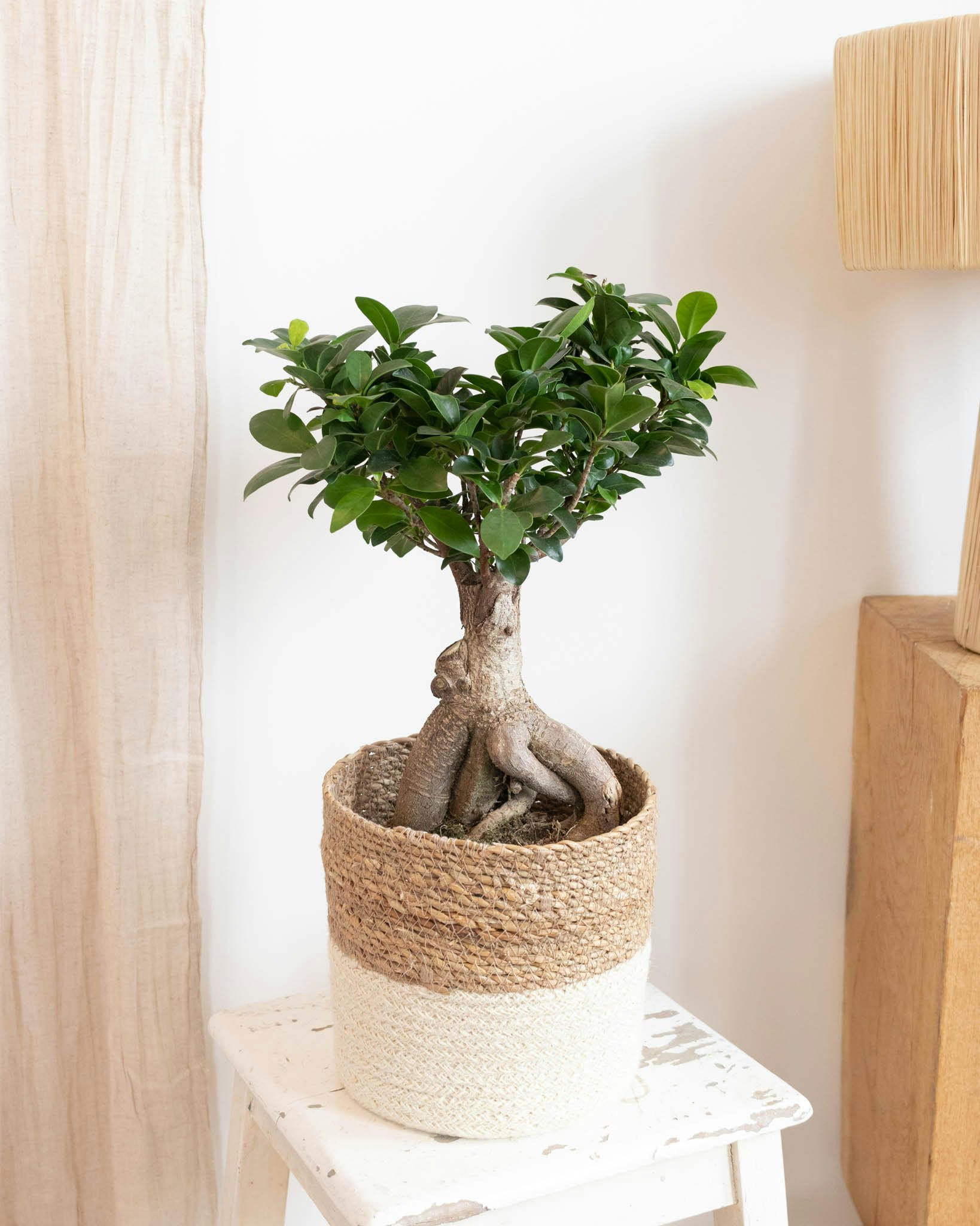 Ficus ginseng (Ficus microcarpa) : entretien, taille, arrosage, bonsaï