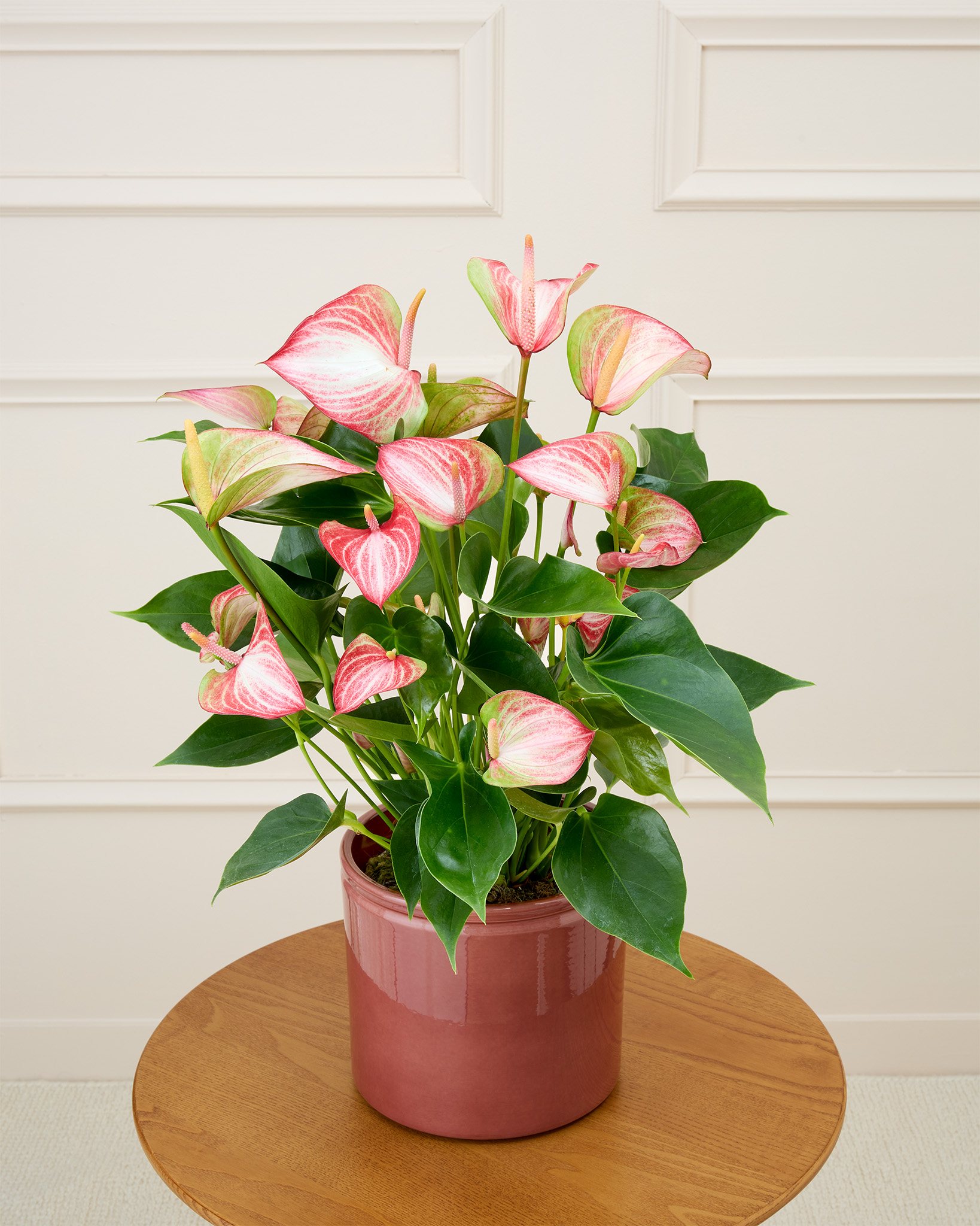 Nathanaël et son cache-pot personnalisable - Anthurium