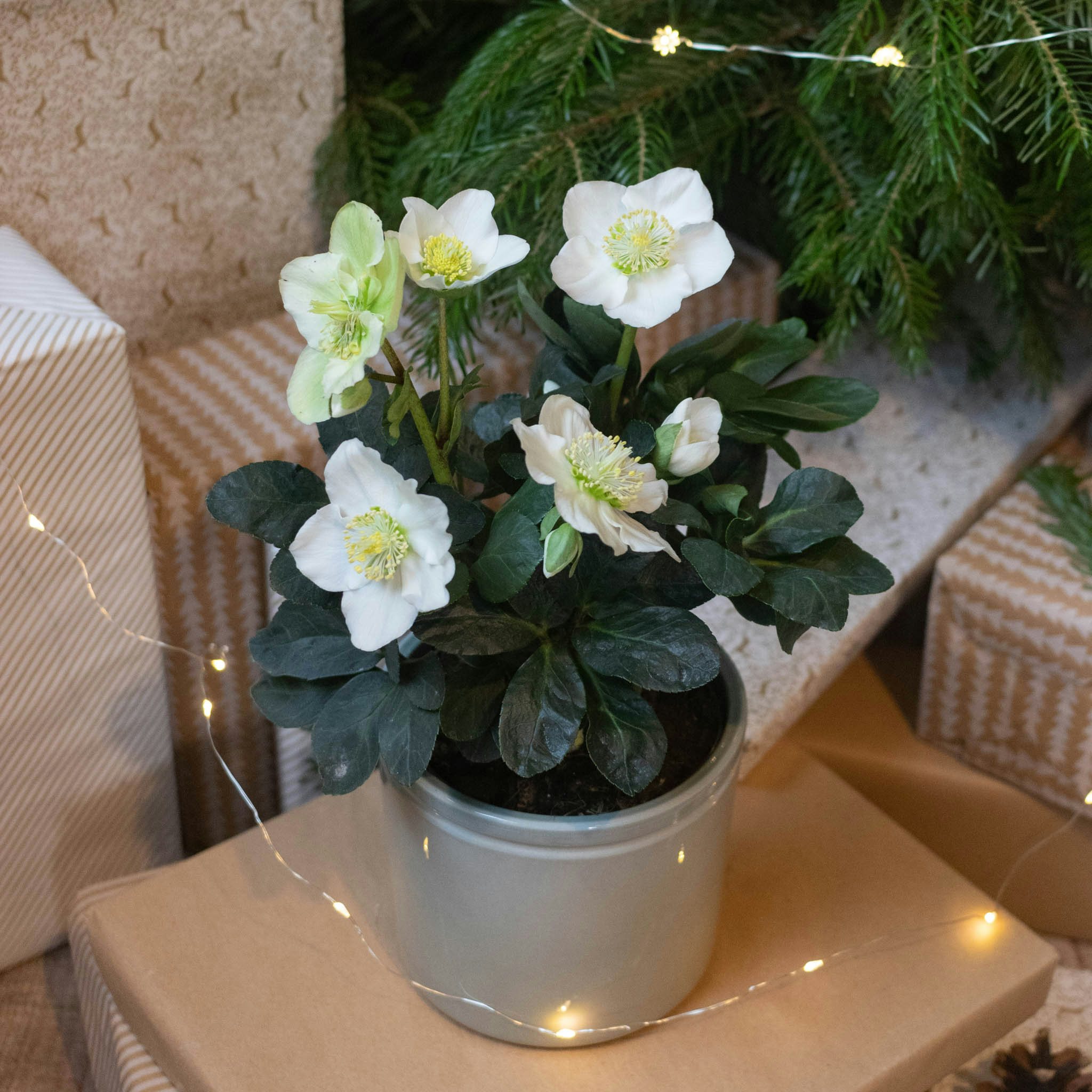 Un Pot De Fleurs Blanc Avec Une Fleur Blanche Au Milieu.