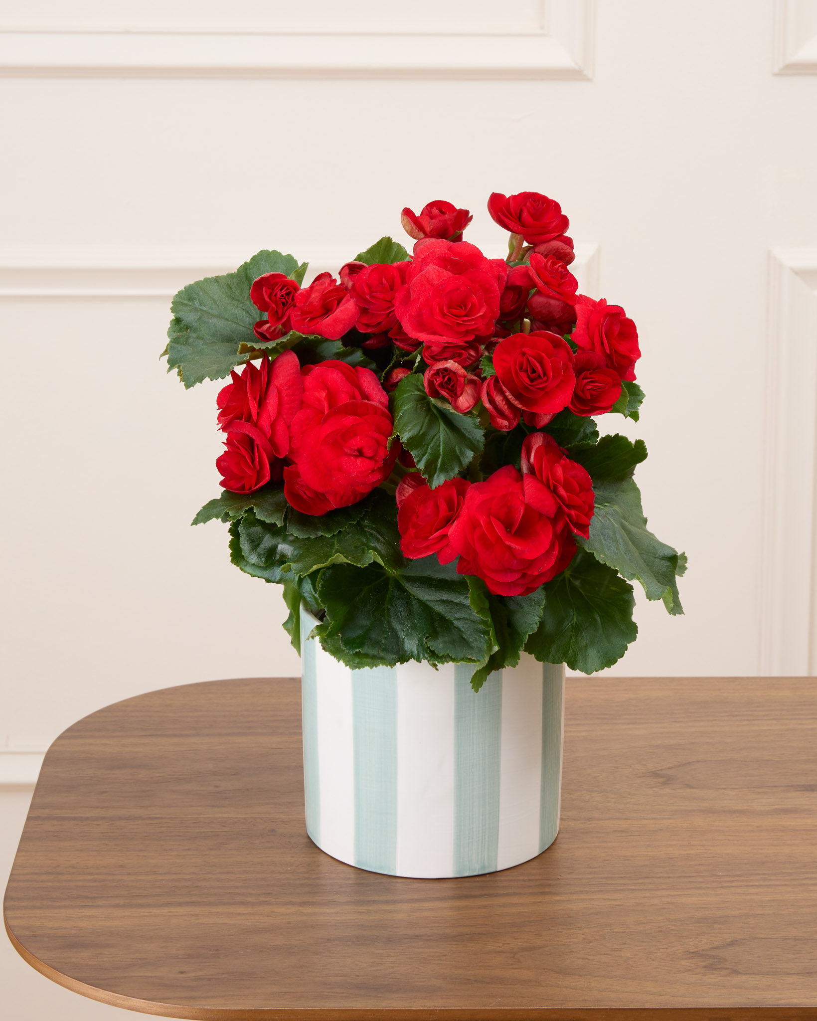 Mona et son cache-pot rayé vert - Bégonia