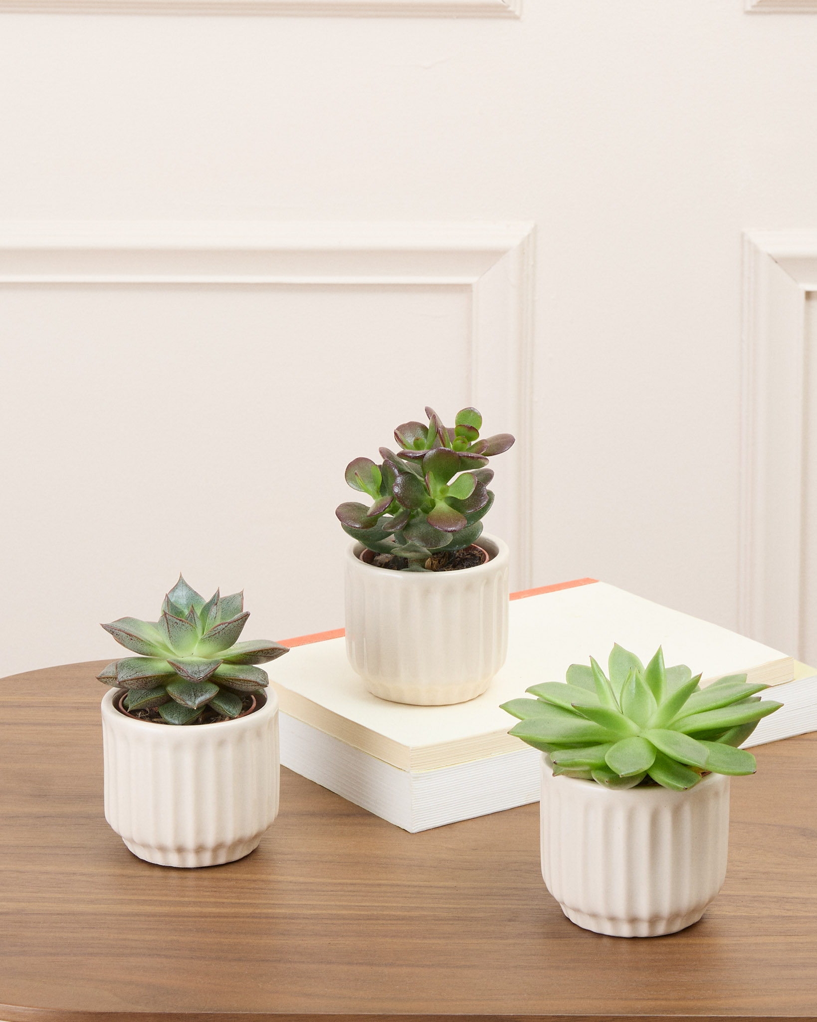 Trio Léo - 3 mini succulentes (Le mix varie selon les arrivages, photo non contractuelle)
