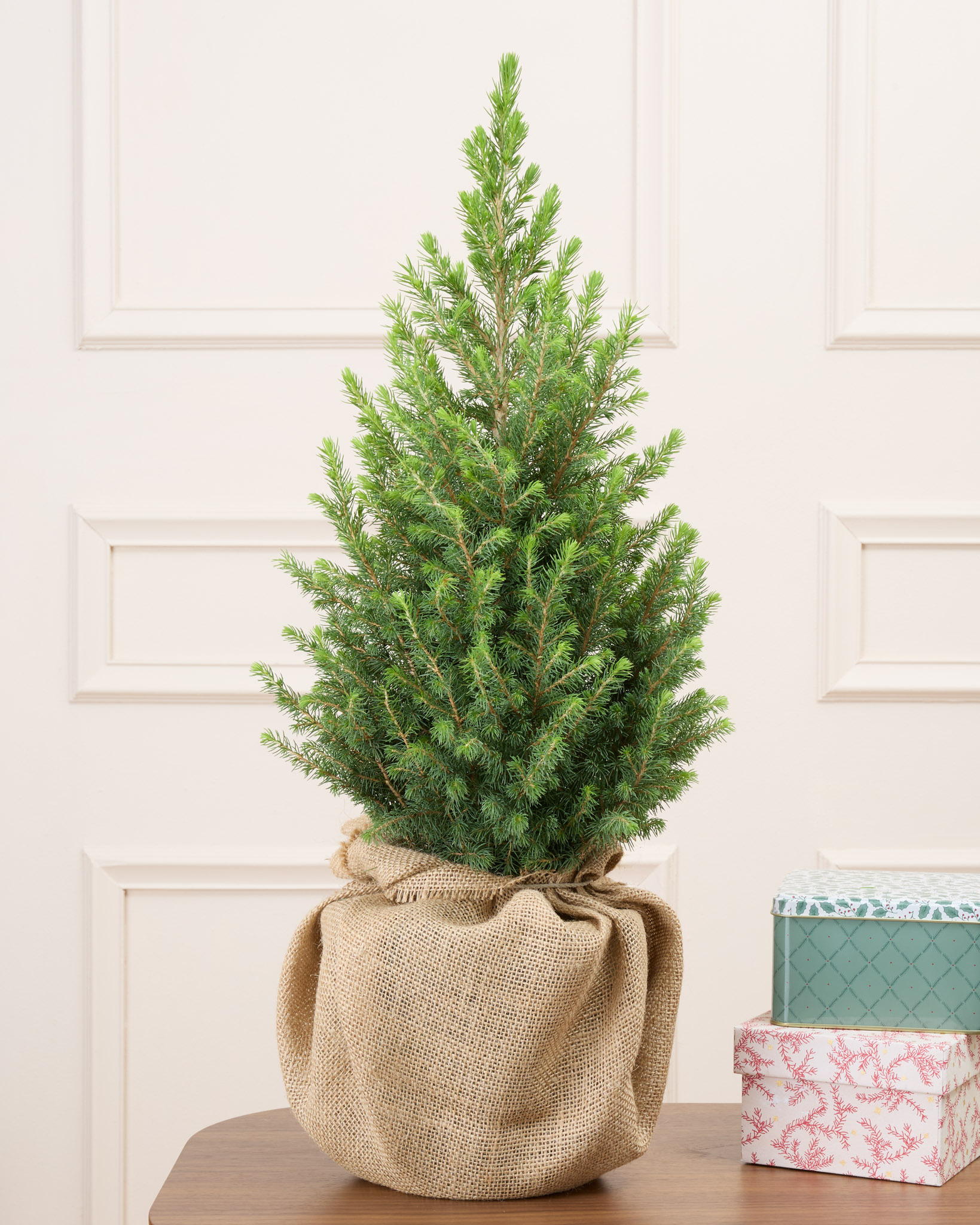 Melchior et sa toile de jute - Sapin de Noël en pot