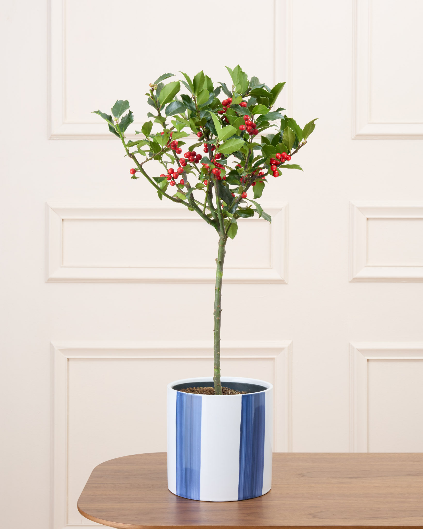 Honoré et son cache-pot rayé bleu - Houx