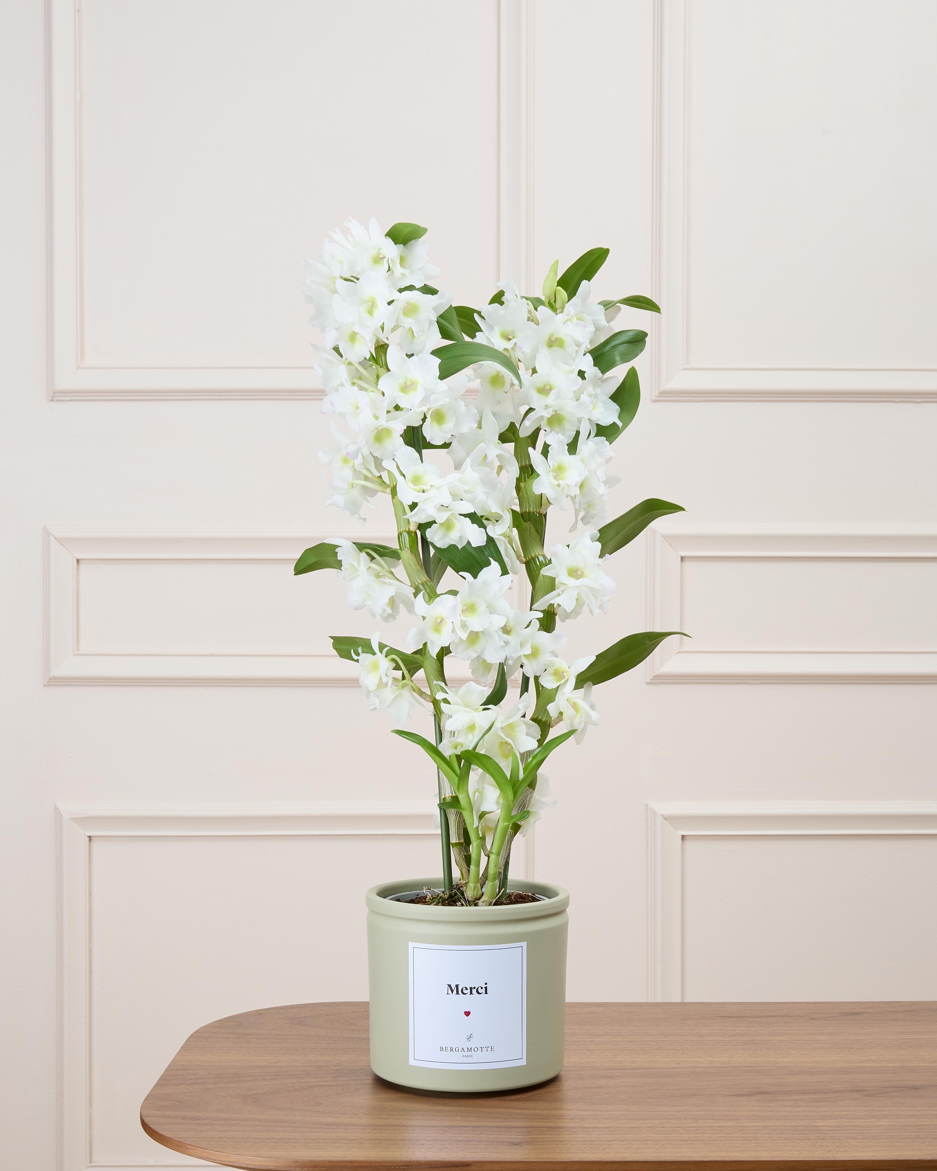 Alba et son cache-pot personnalisable - Orchidée