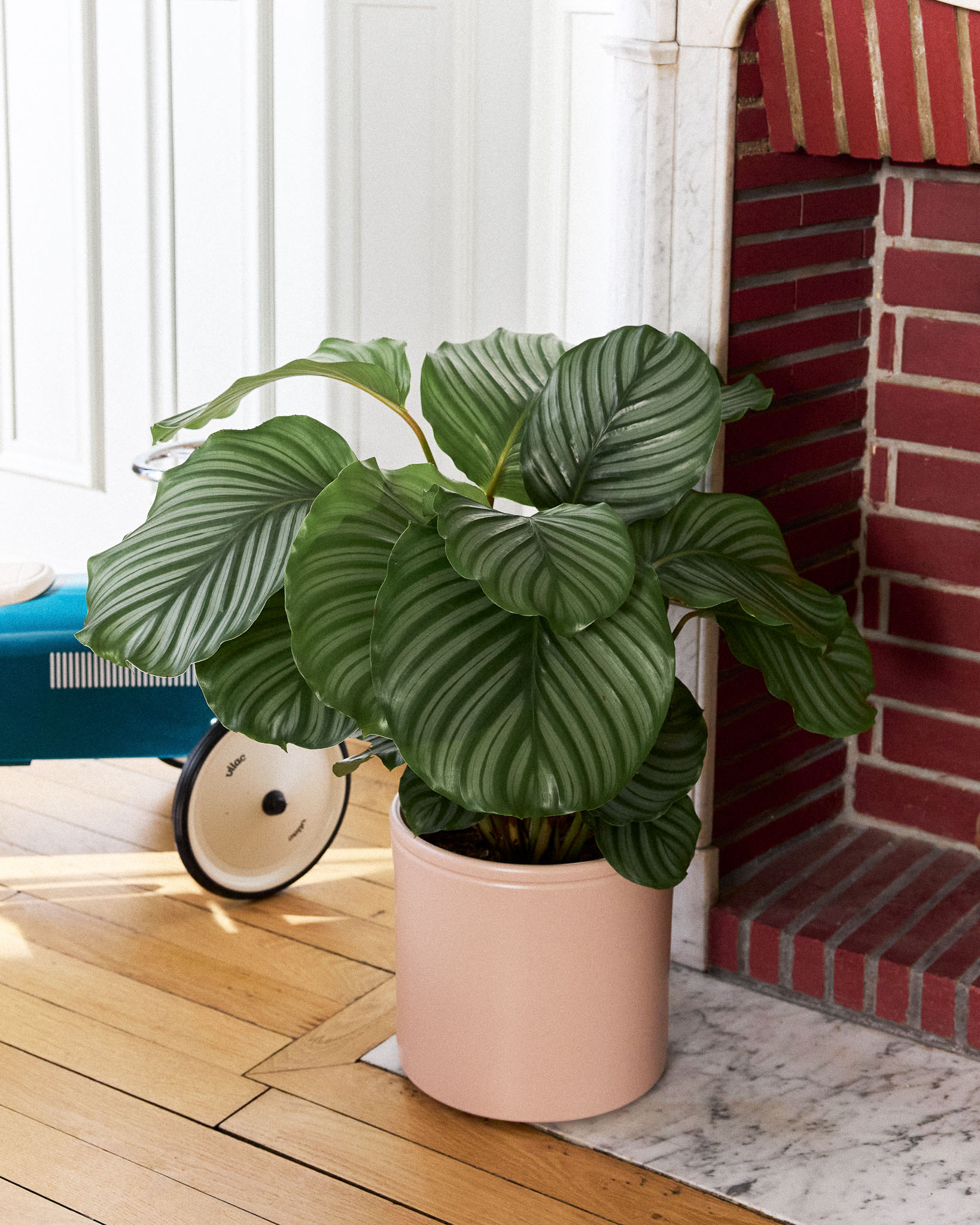 calathea