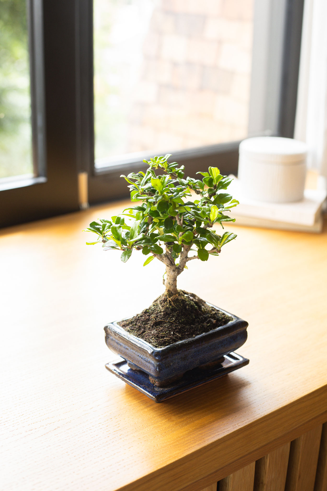 bonsai Carmona microphylla 