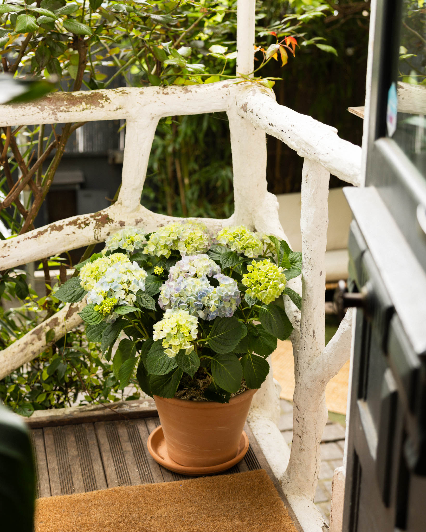 hortensia bleu sur une terrasse
