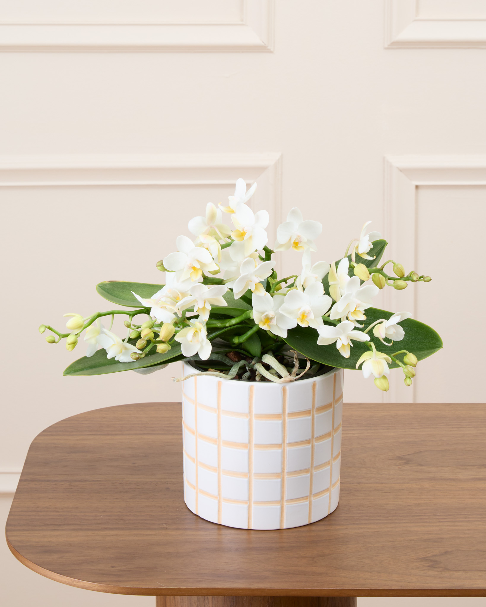 Bianca et son cache-pot quadrillé - Phalaenopsis blanc