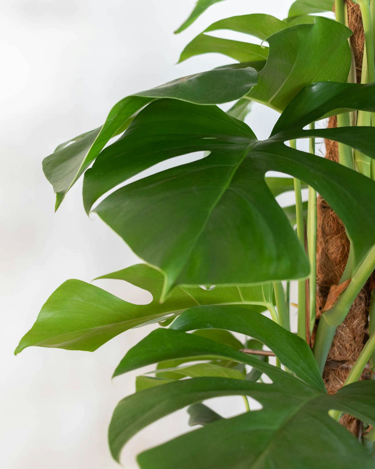 Monstera – Piquet auto-arrosage pour plantes grimpantes, piquets en mousse  de sphaigne pour Monstera, liane, plante araignée, lierre, canneberge,  vigne Sritob : : Terrasse et Jardin