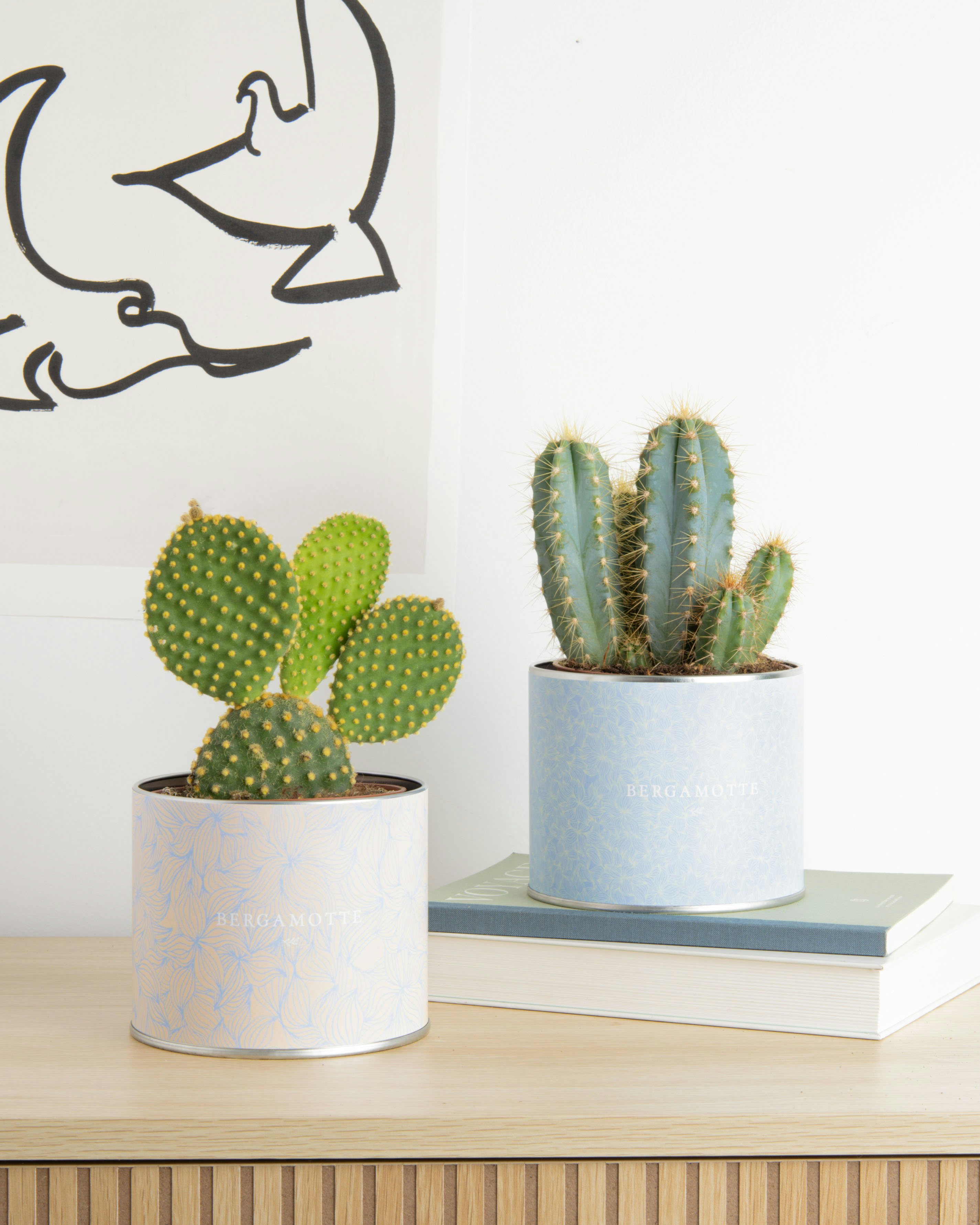 Duo Arthus - Livraison plantes d'intérieur et cactus