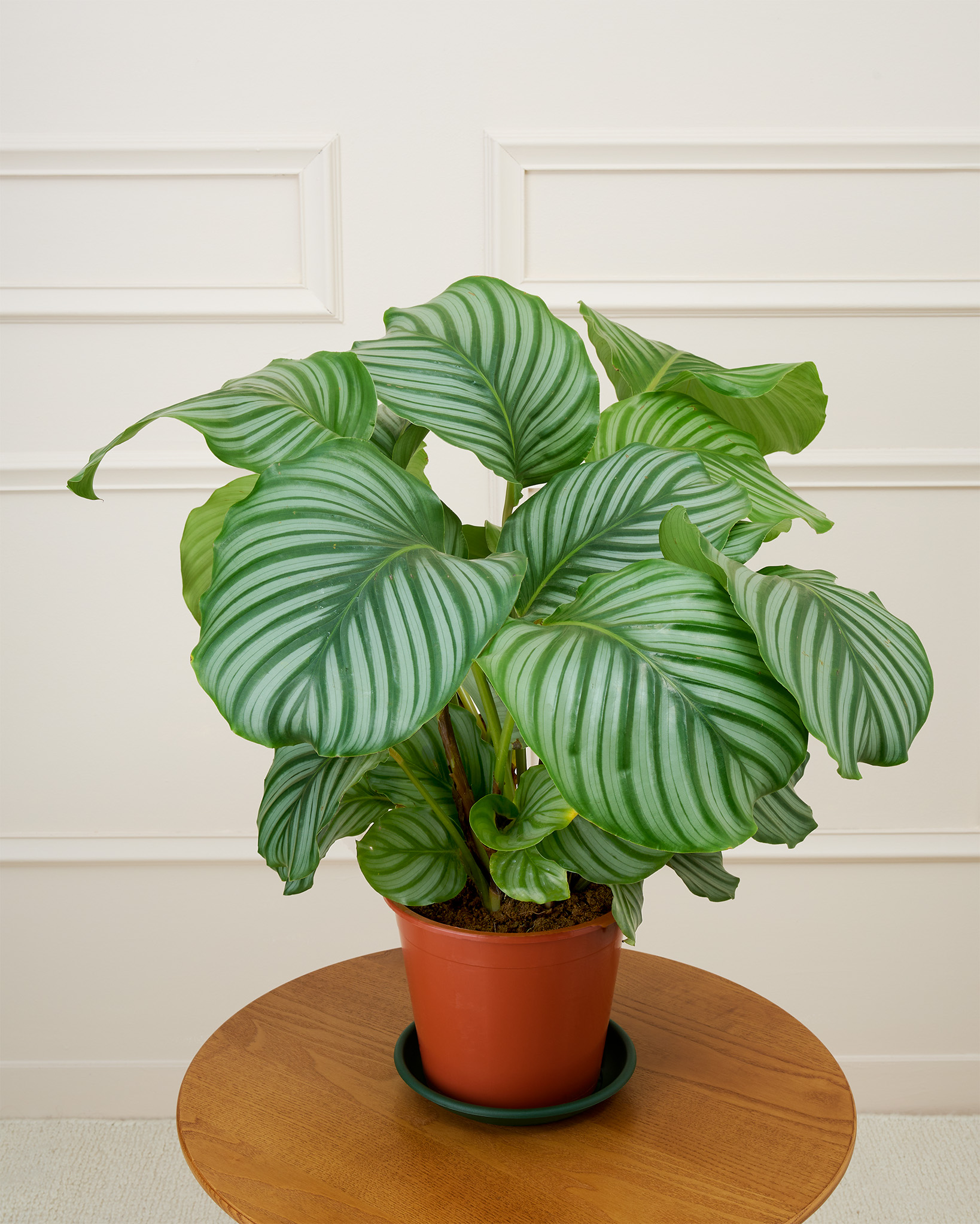 Théo sans cache-pot - Calathea orbifolia