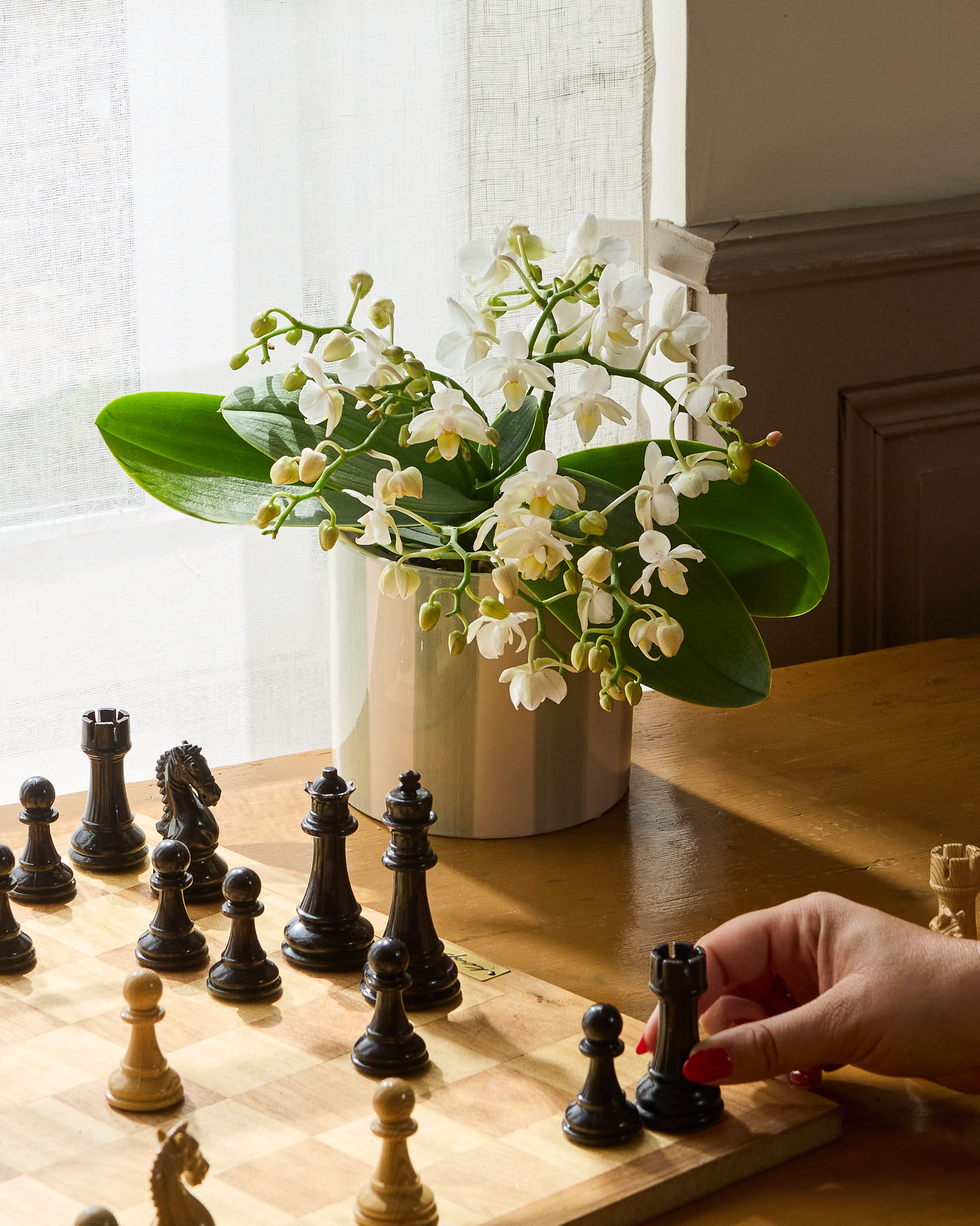 Bianca et son cache-pot rayé vert - Phalaenopsis blanc