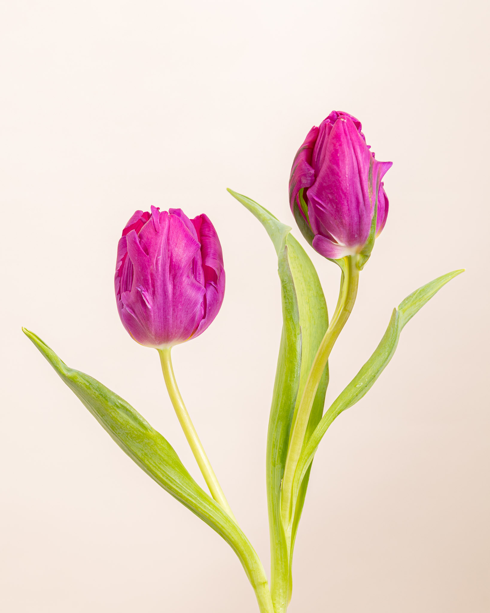 Tulipe violette