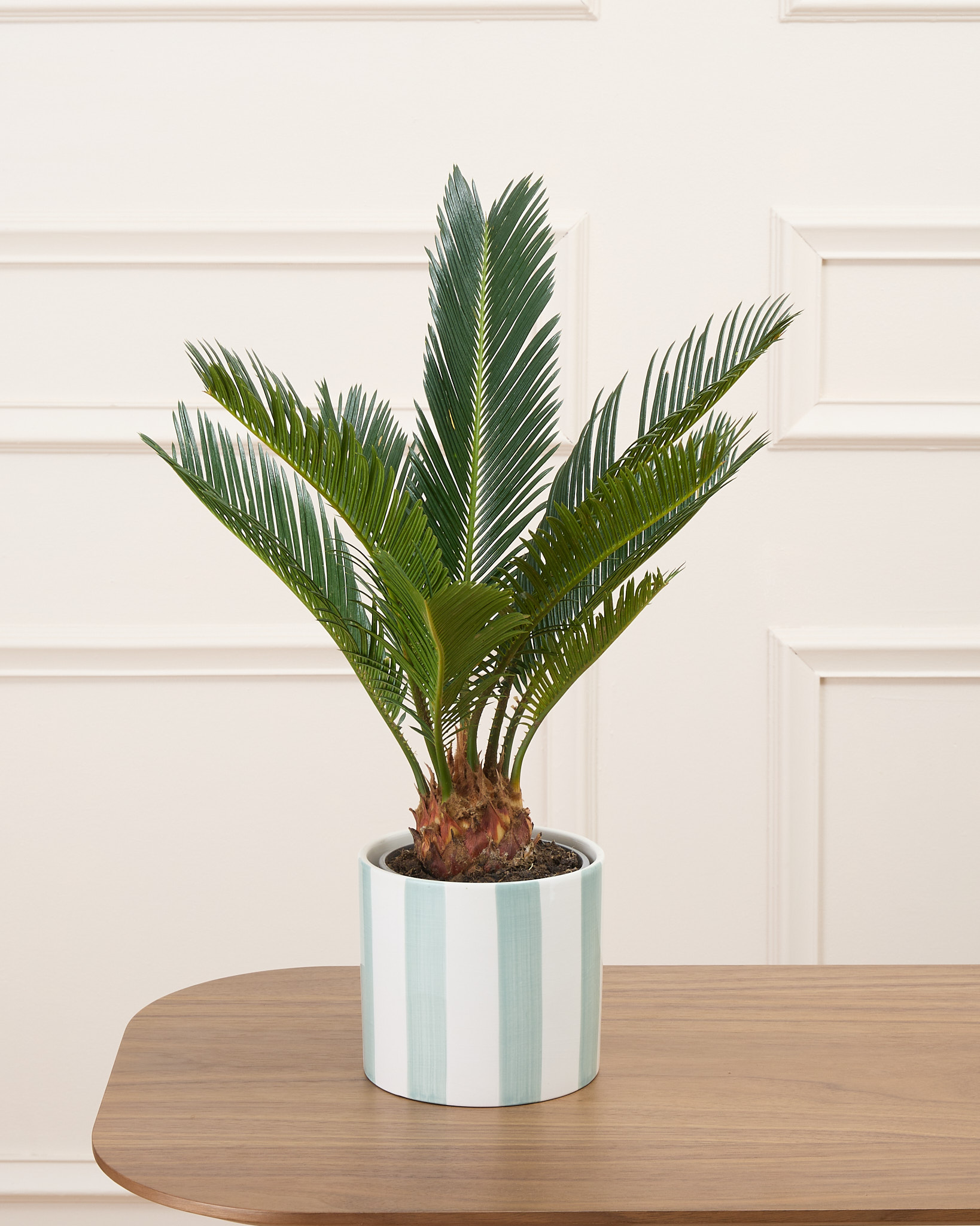 Rita et cache-pot rayé vert - Cycas
