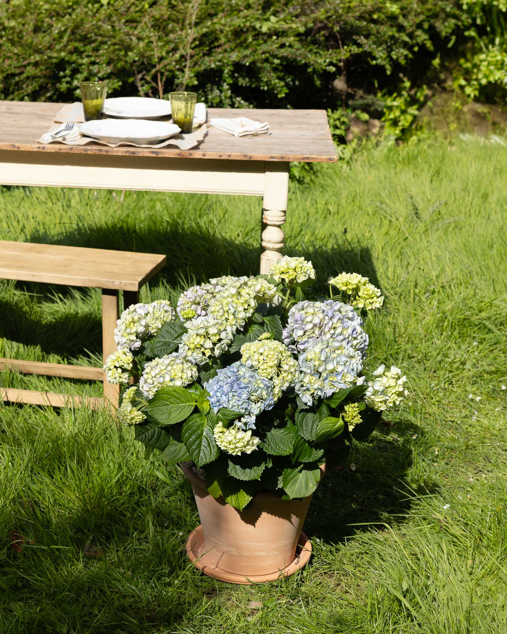 hortensia bleu en pot