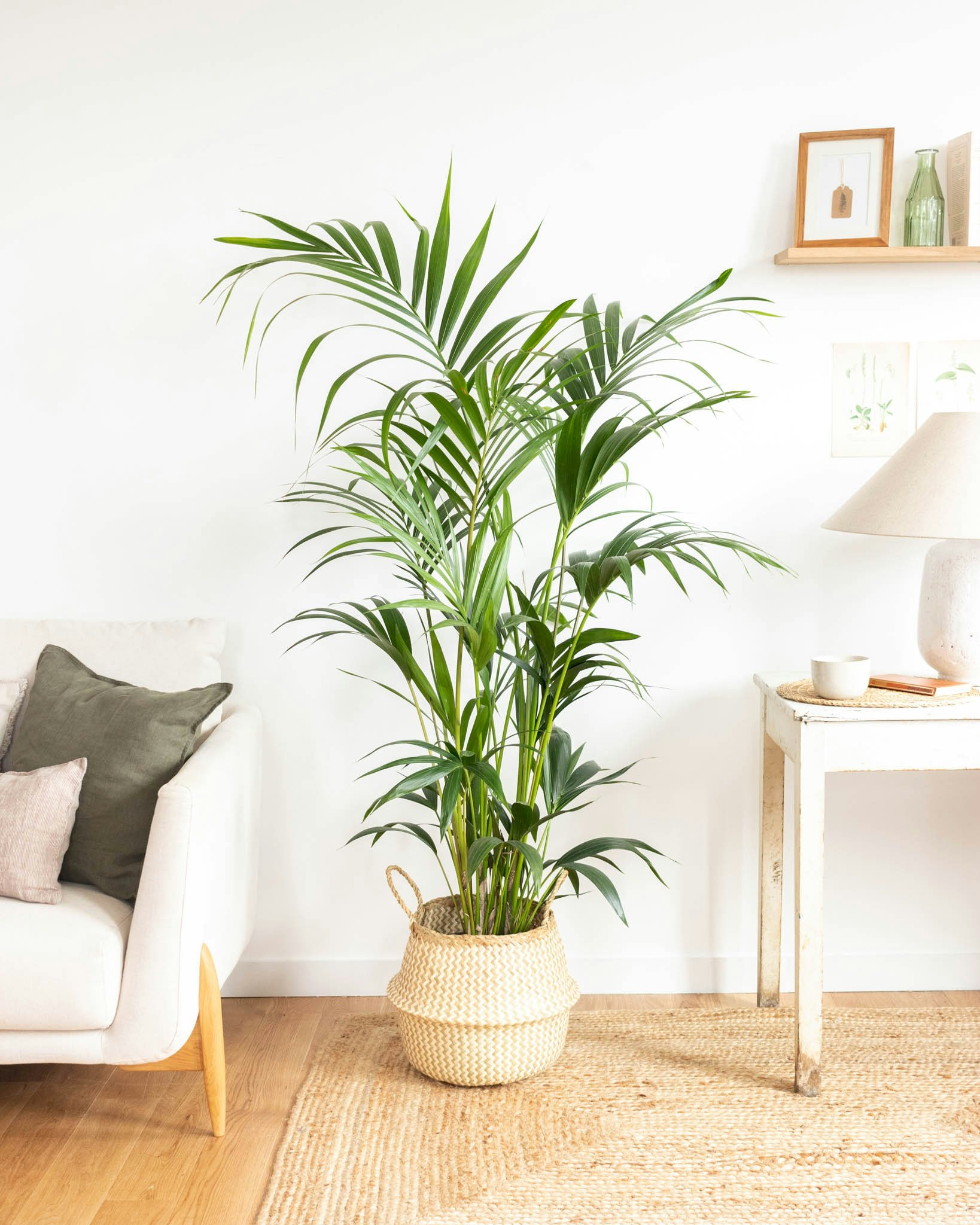 10 plantes d'ombre pour votre intérieur