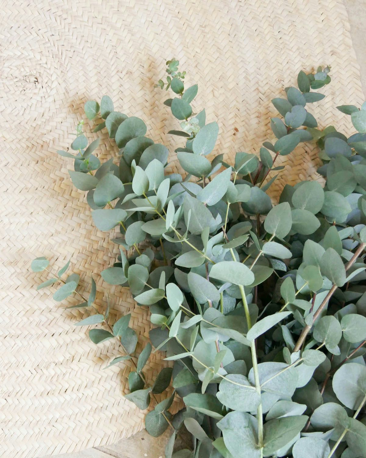 Branches Fraîches Coupées De La Plante Bleu Bébé Eucalyptus à L
