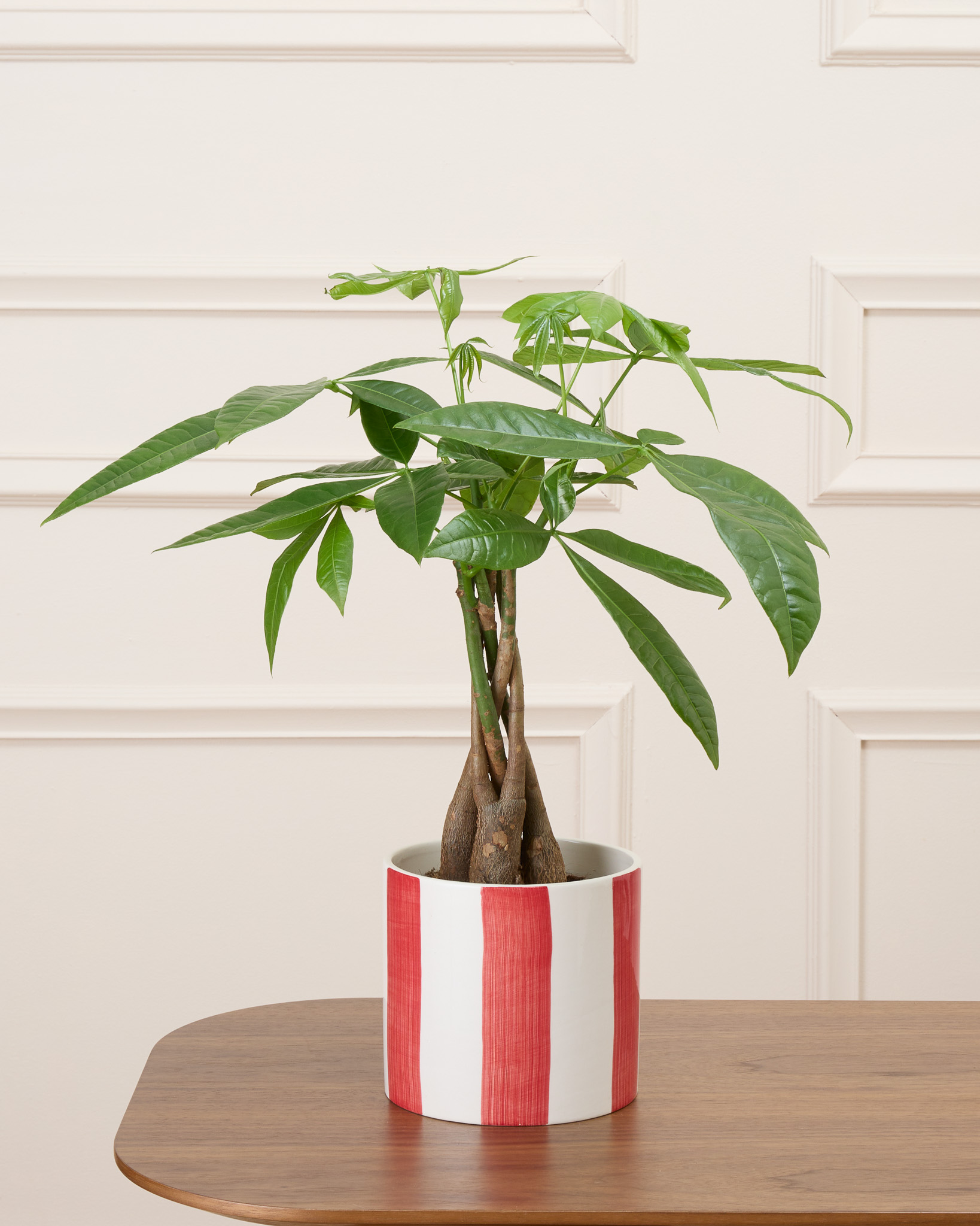 James et son cache-pot rayé rouge - Pachira