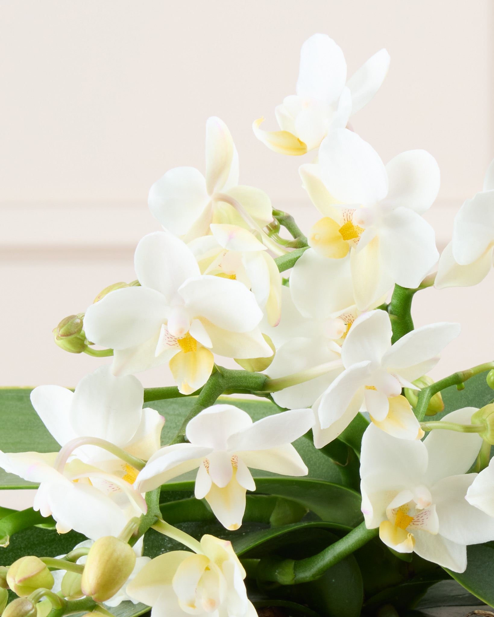 Zoom sur Bianca - Phalaenopsis blanc