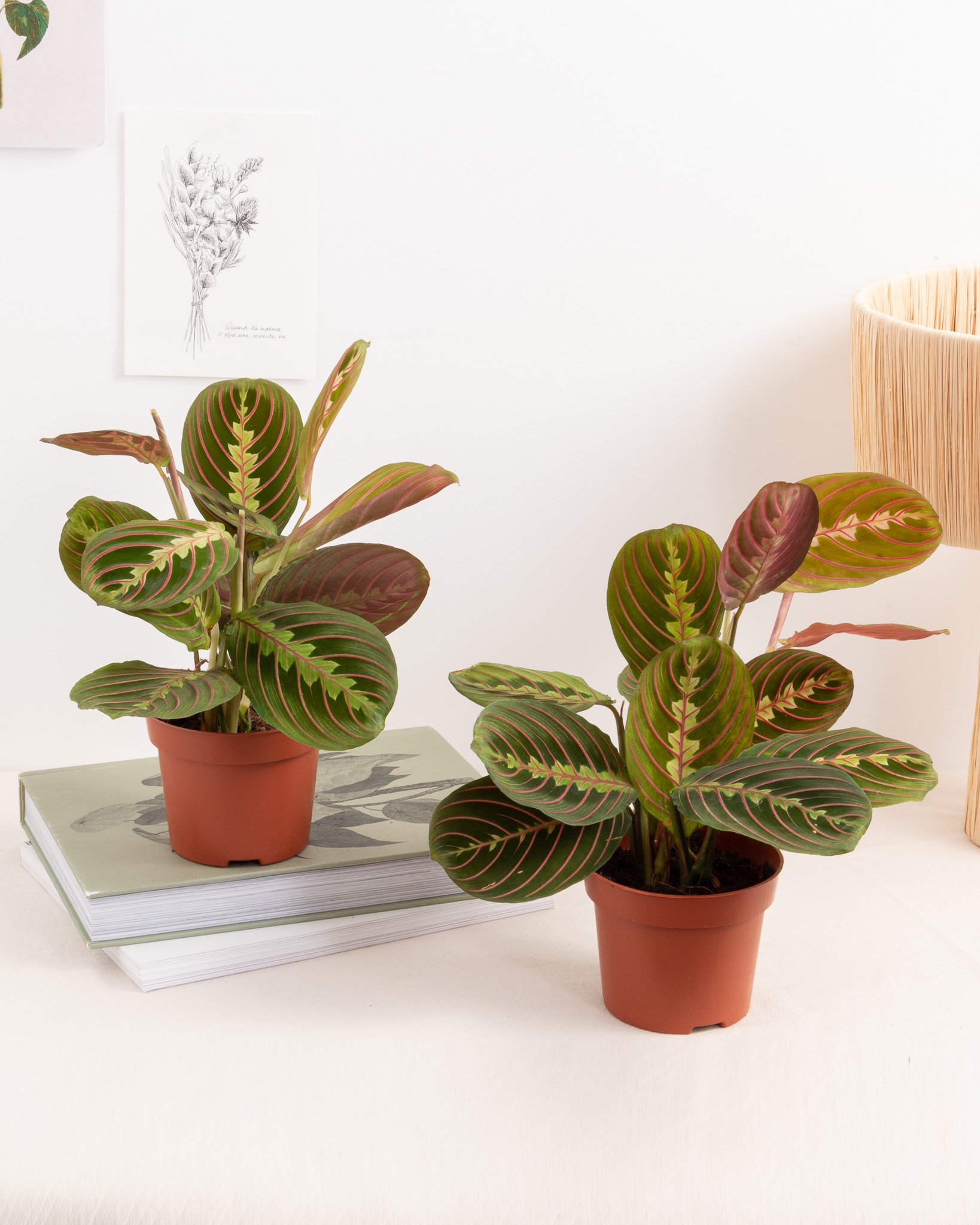 Mathis x 2 sans cache-pot - Maranta 