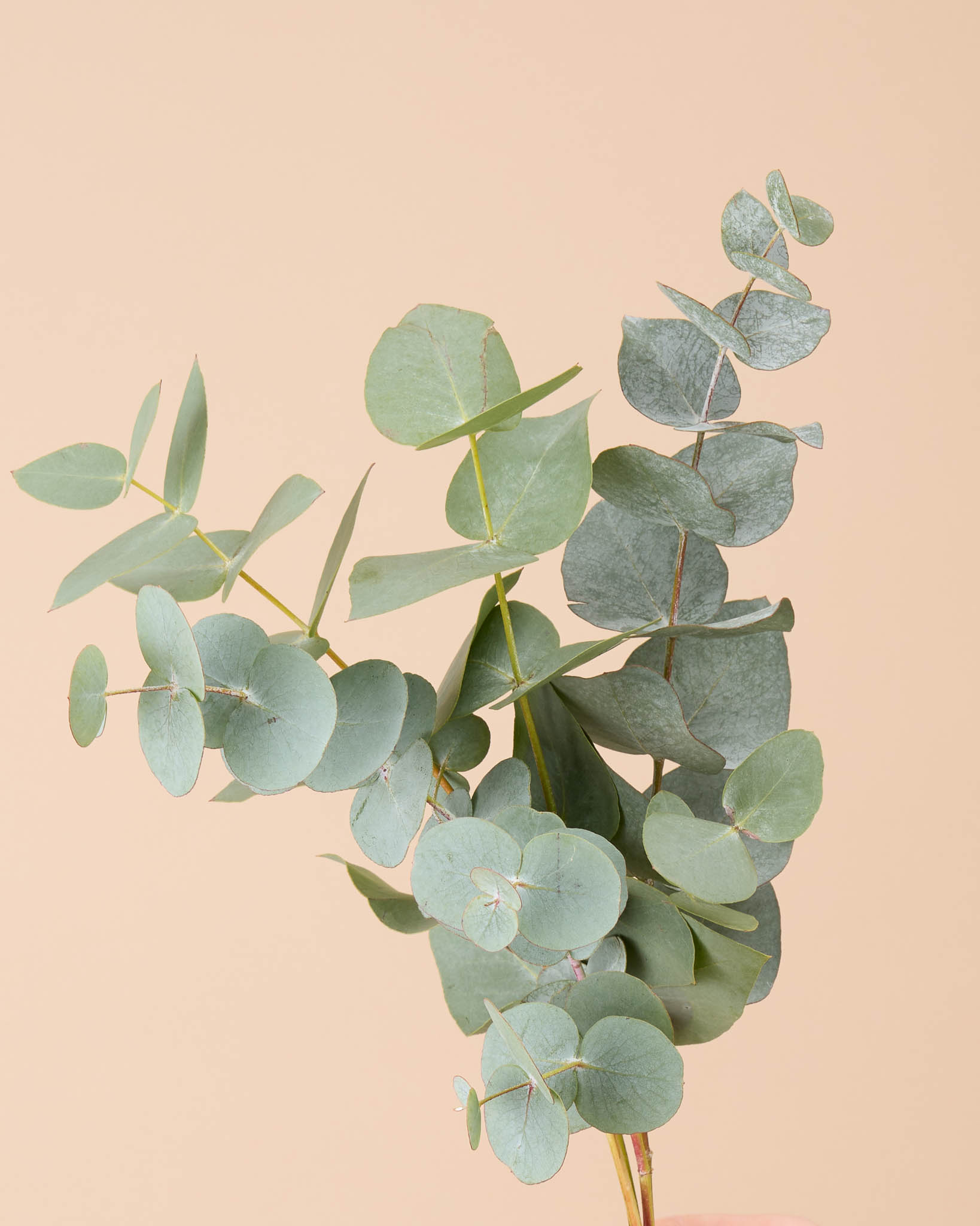 Eucalyptus