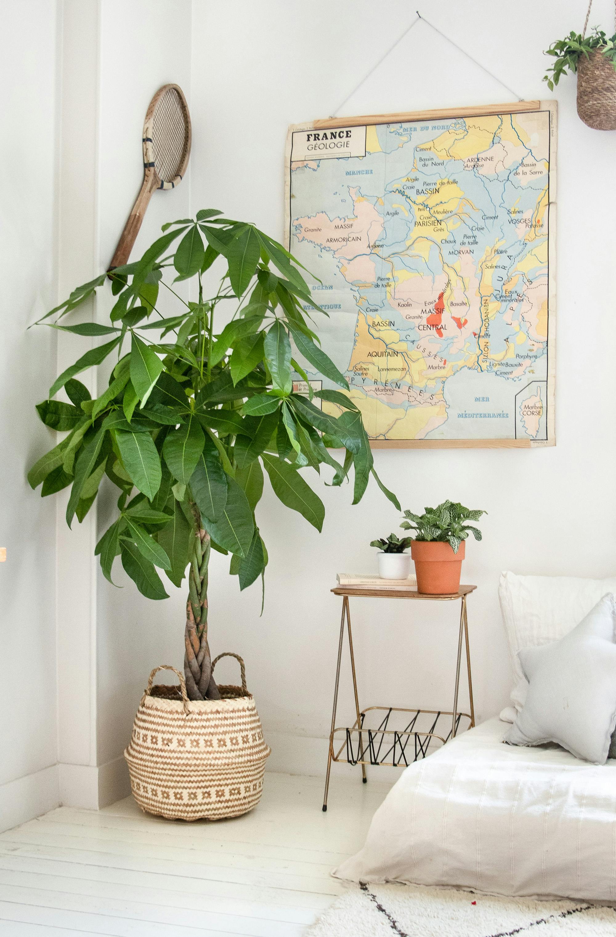 Aloe Vera - Nos conseils pour arroser et entretenir vos plantes d