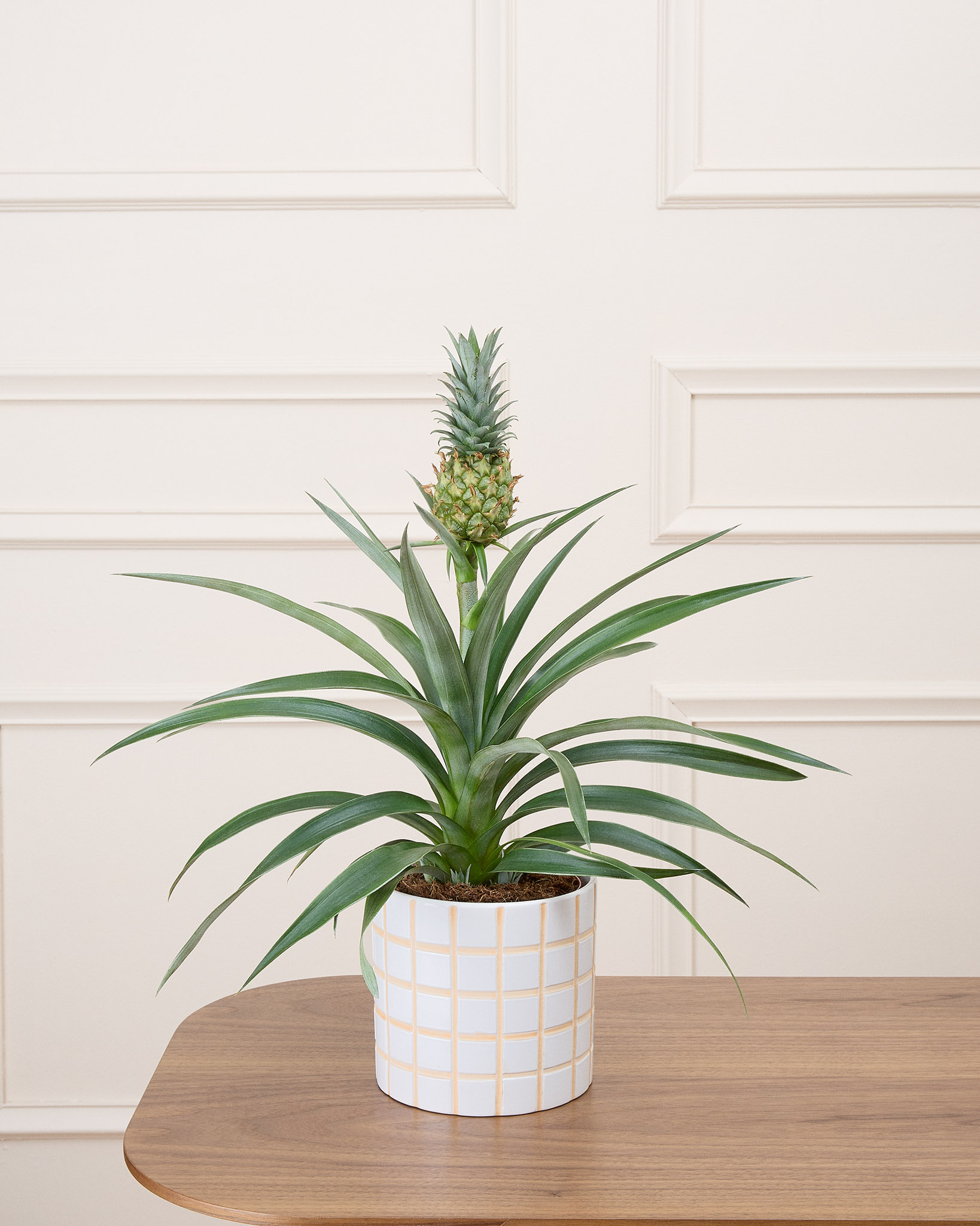 Ananas Anne et son pot en céramique