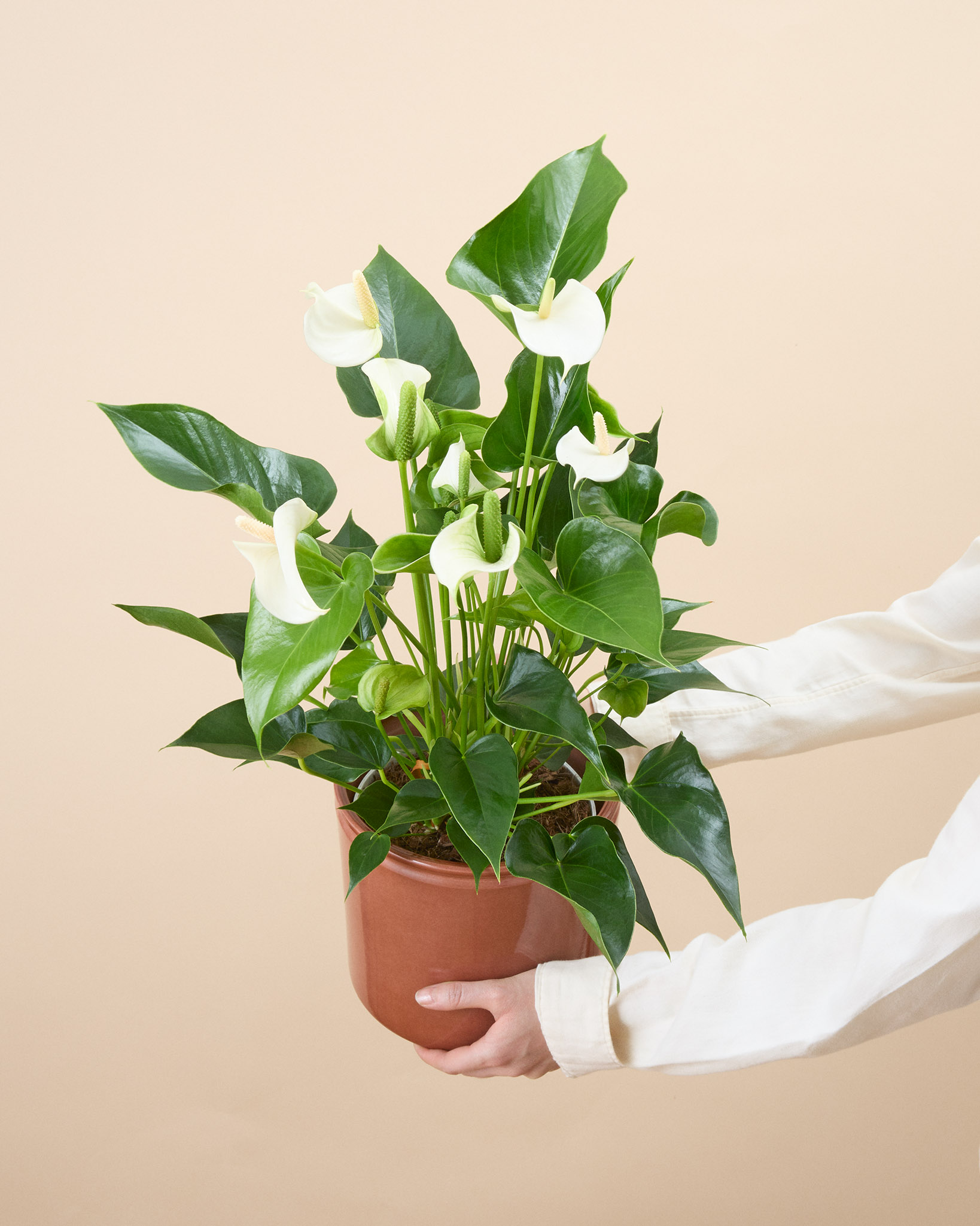Anthurium Angèle