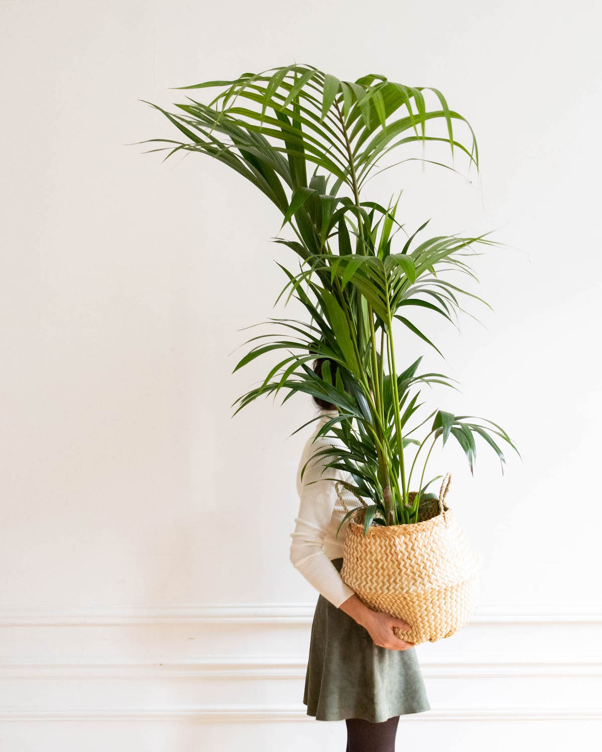 Marius - Kentia (panier non vendu)