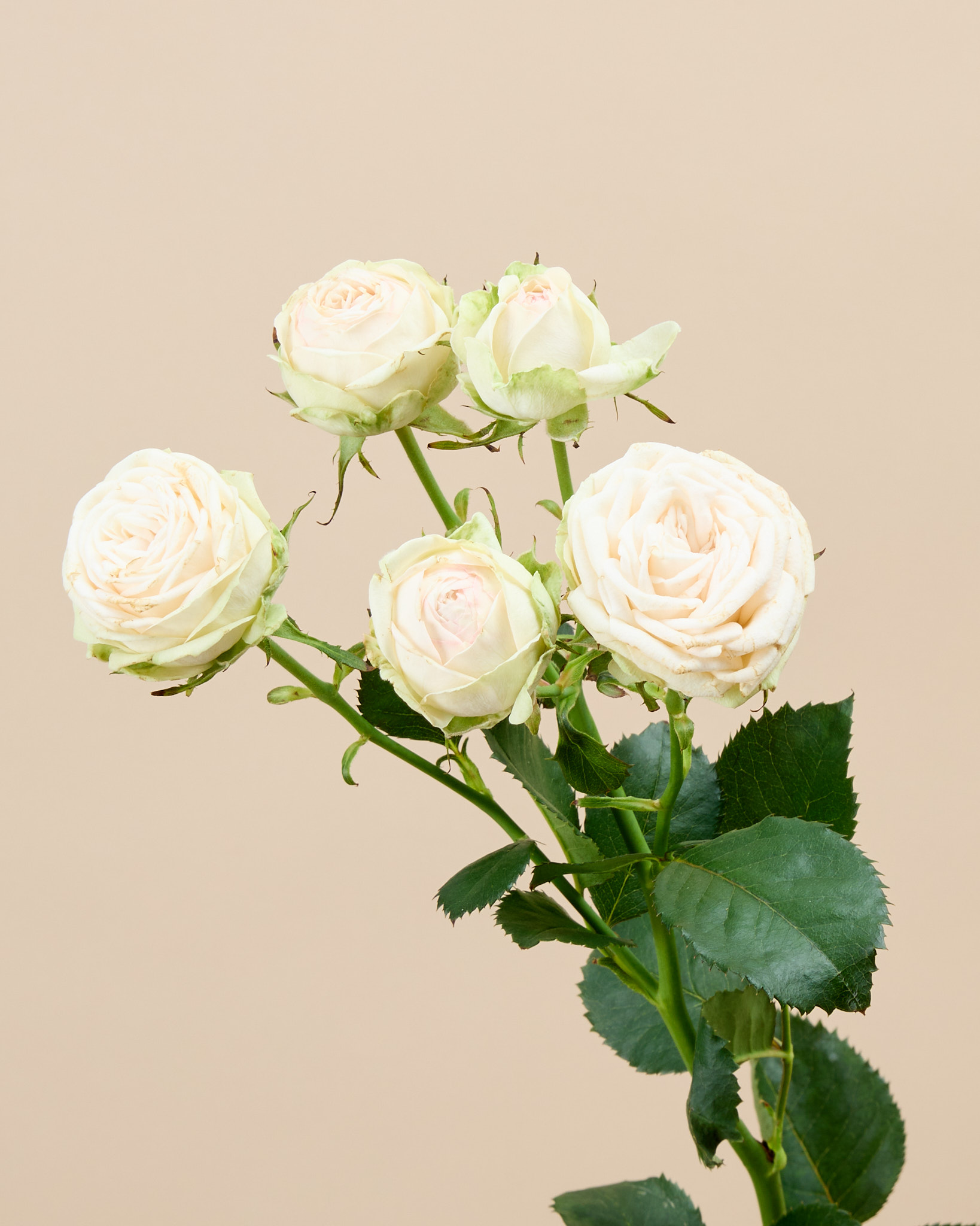 Rose branchue