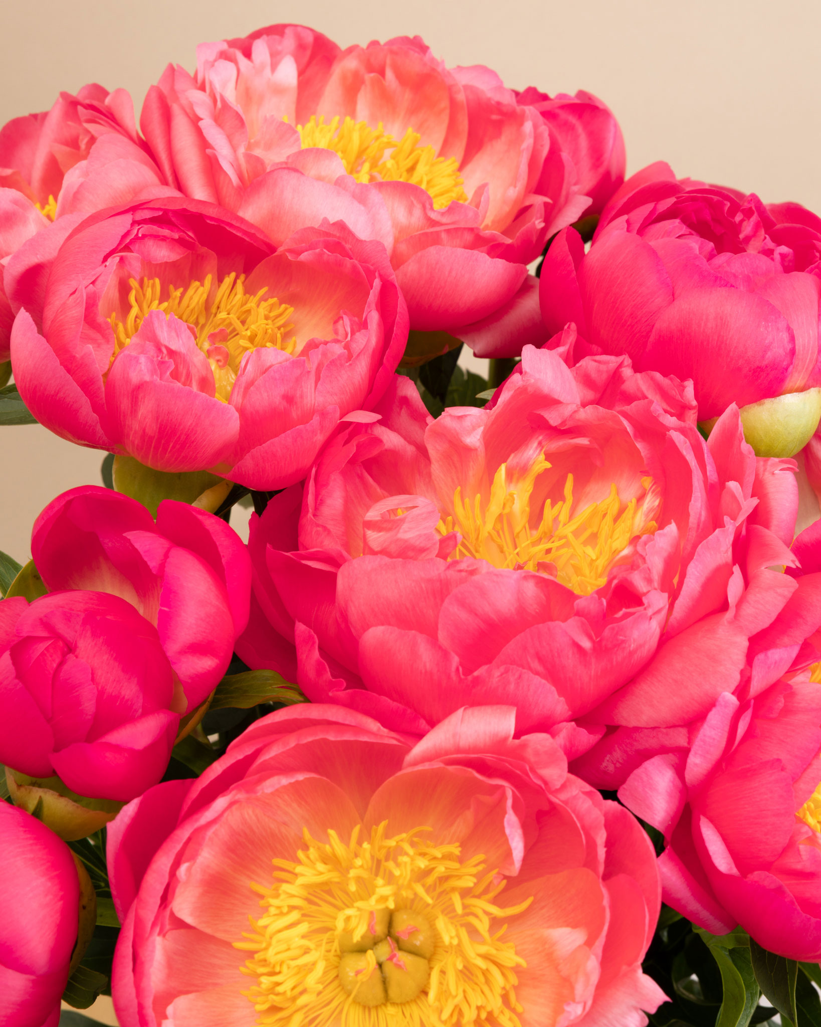 Bouquet de pivoines Camargue