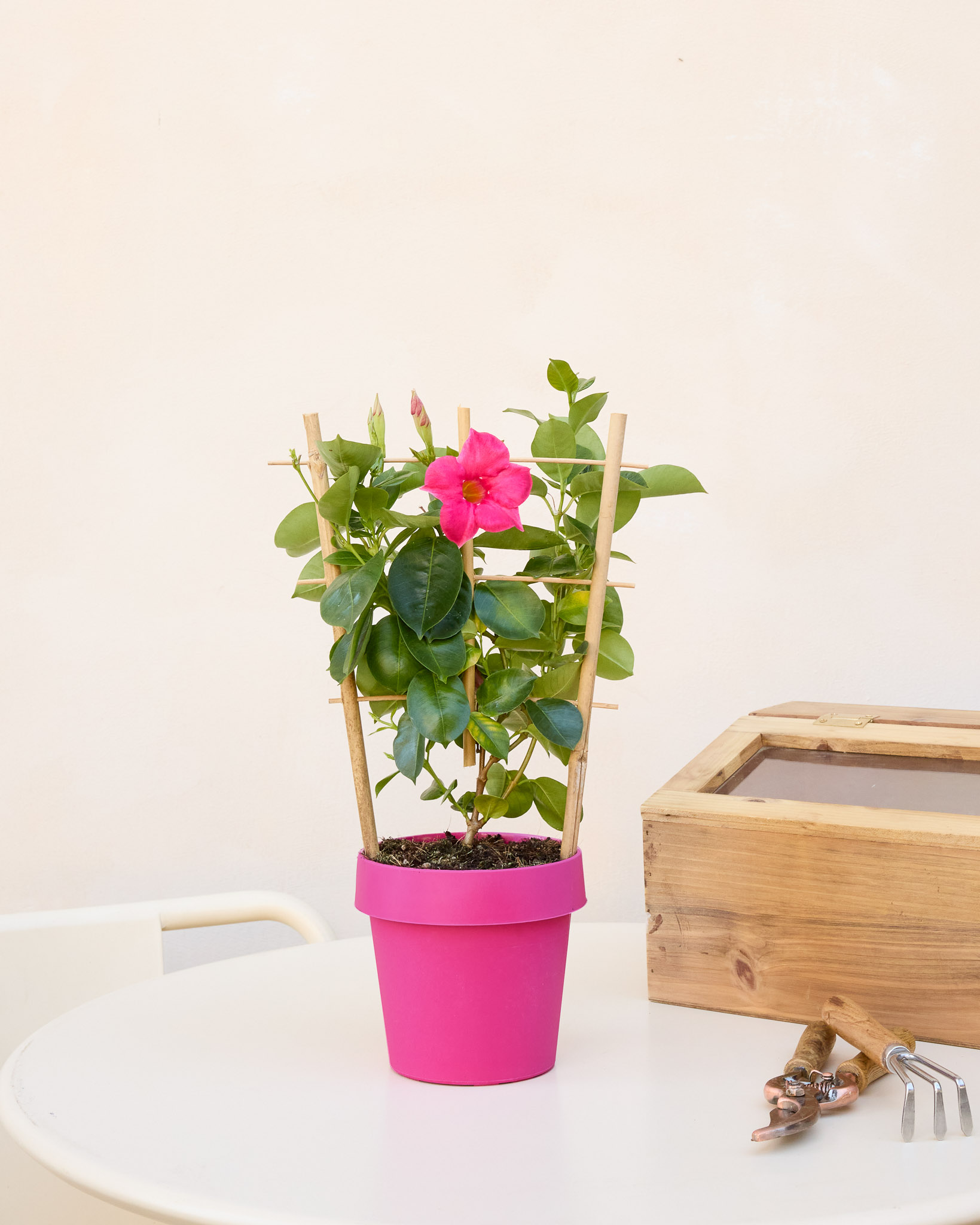 Delphine seule - Dipladenia 
