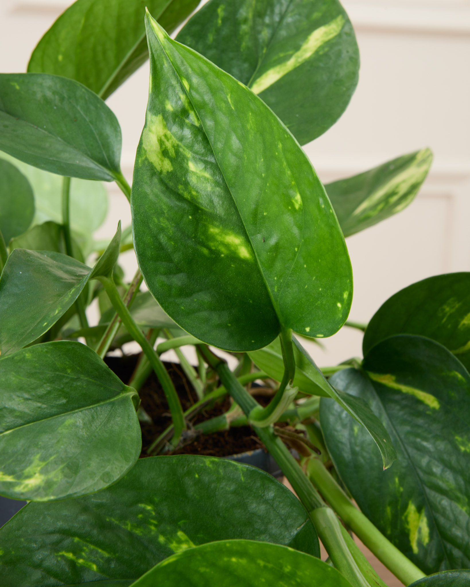 Zoom sur Betty - Epipremnum (Pothos)