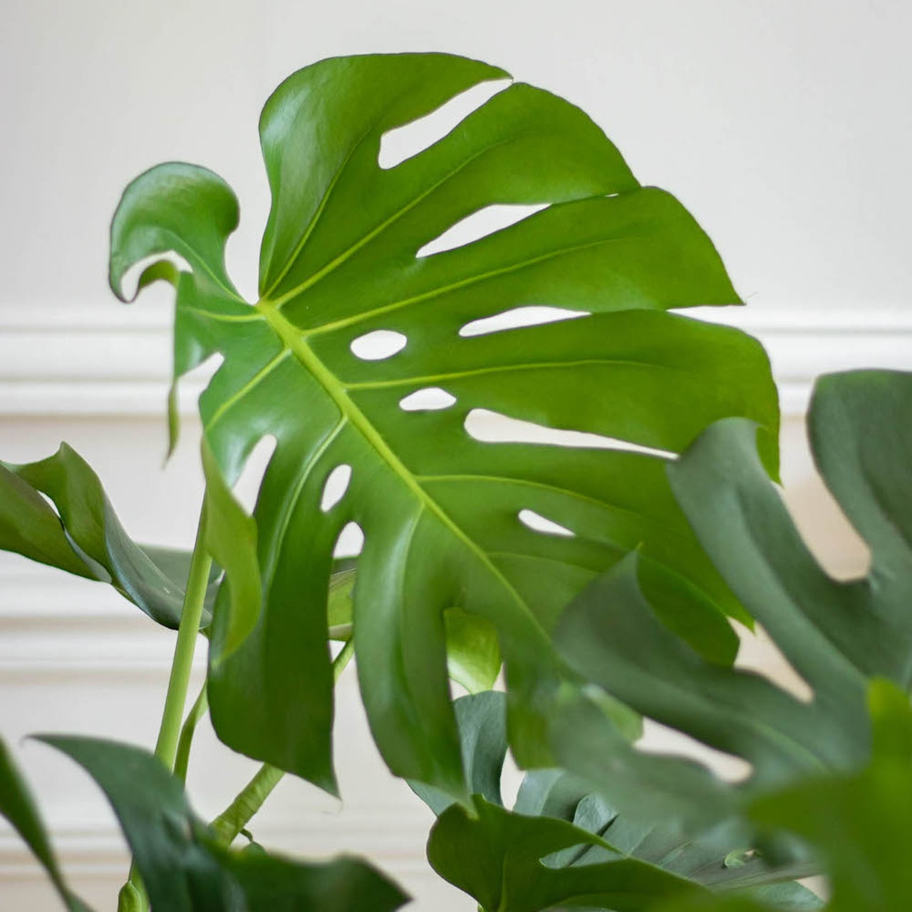 monstera-deliciosa-feuille