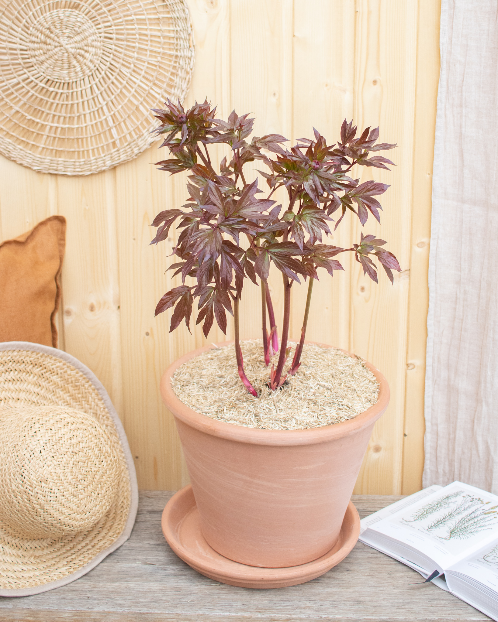 Tout savoir sur la pivoine en pot : variétés adaptées et entretien