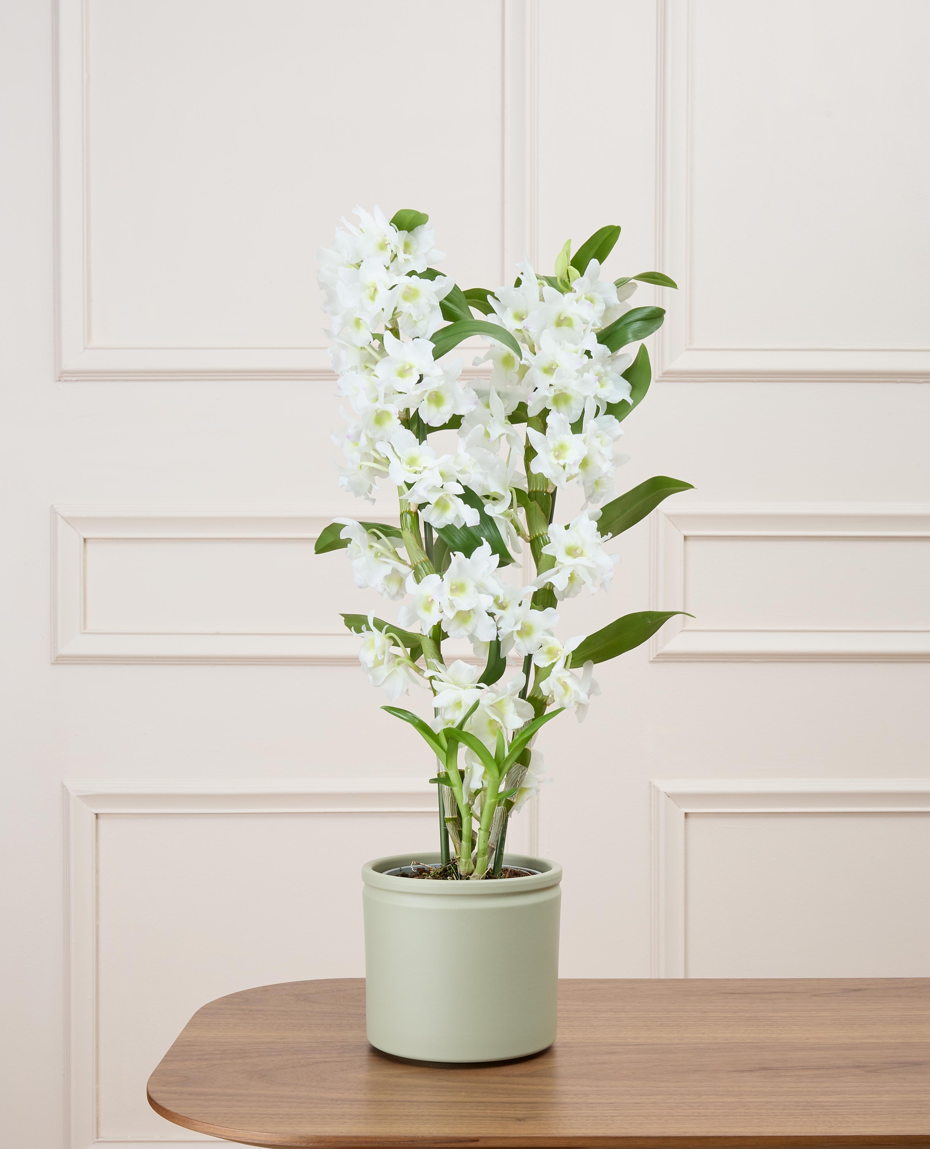 Alba et son cache-pot vert - Orchidée