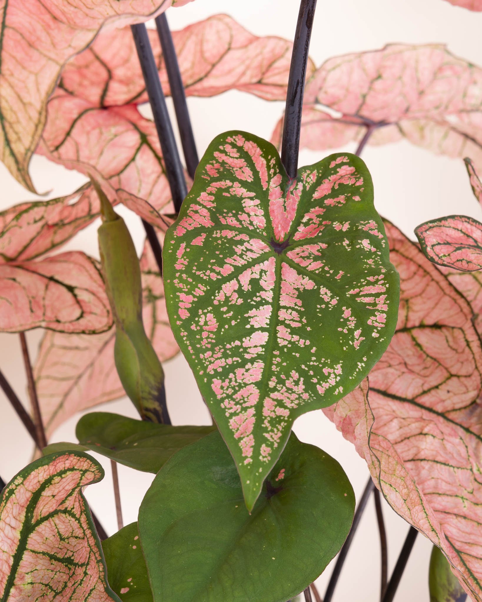 Zoom sur le Caladium 
